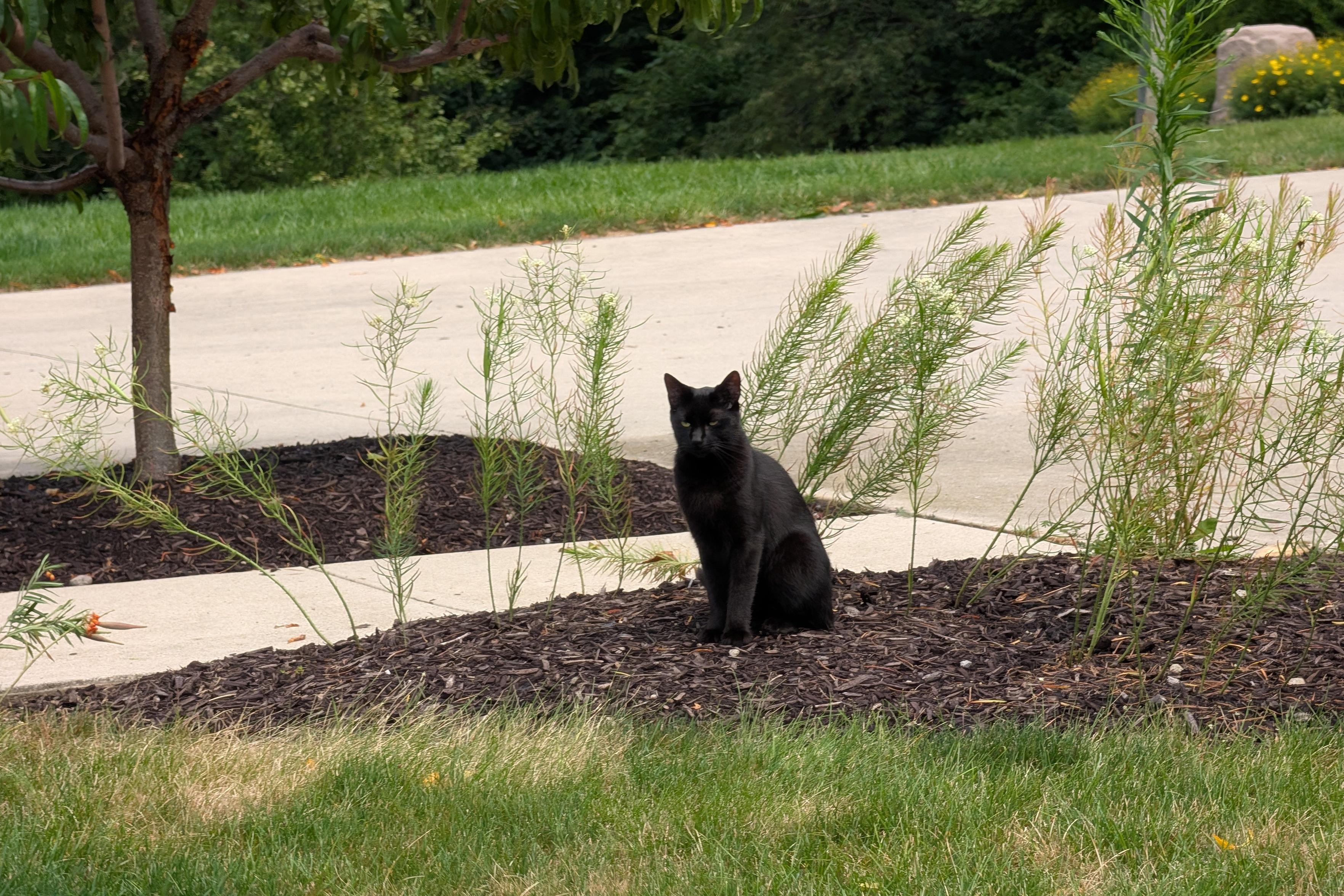 Saja the (soon to be not because his birthday is coming up) kitten, sitting nonchalantly in the milkweed we planted for pollinators and butterflies