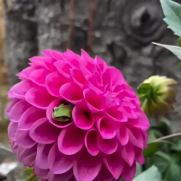 This is pretty cute. Frogs hanging out in dahlia petals.
#Nature