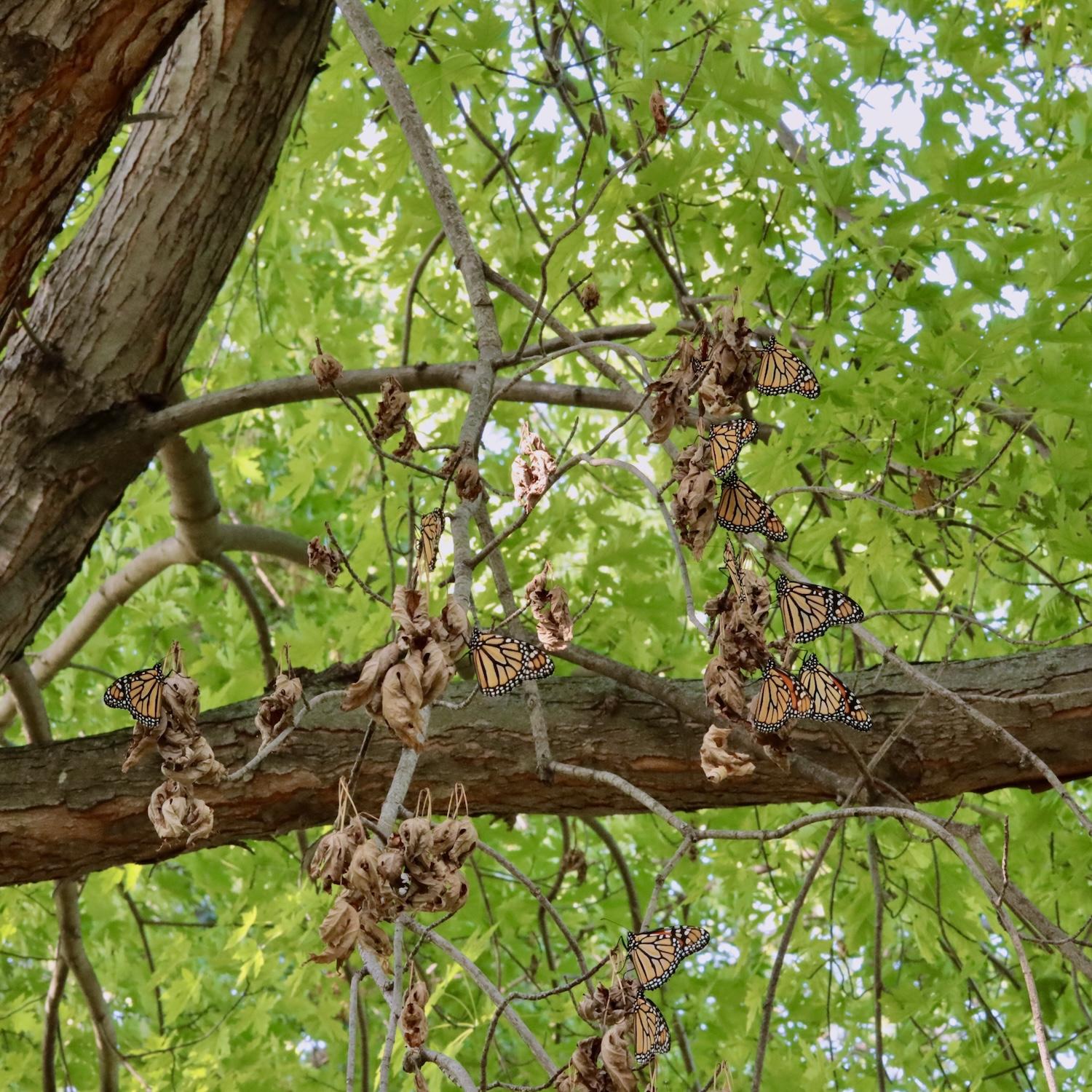 roosting monarchs