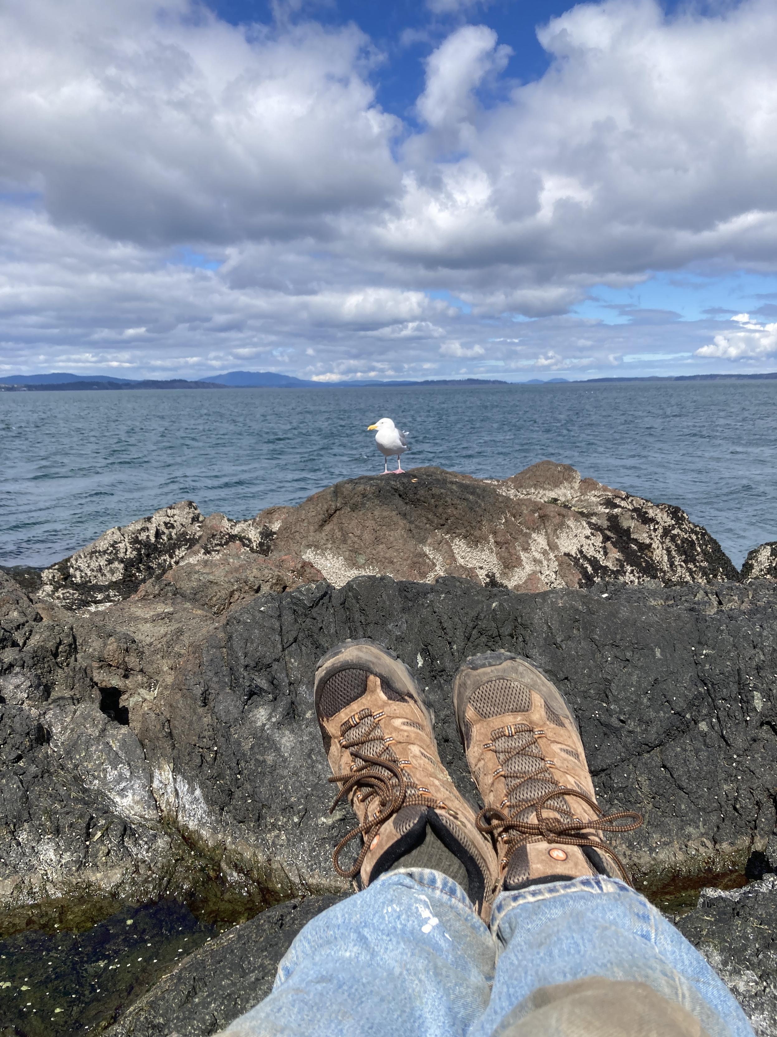 Relaxing on some coastal rocks, being watched by a Gull