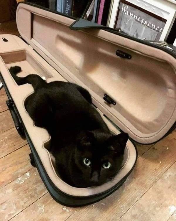 Photo of a black cat loafing inside of an open violin case. If not for kitty, then why kitty sized?