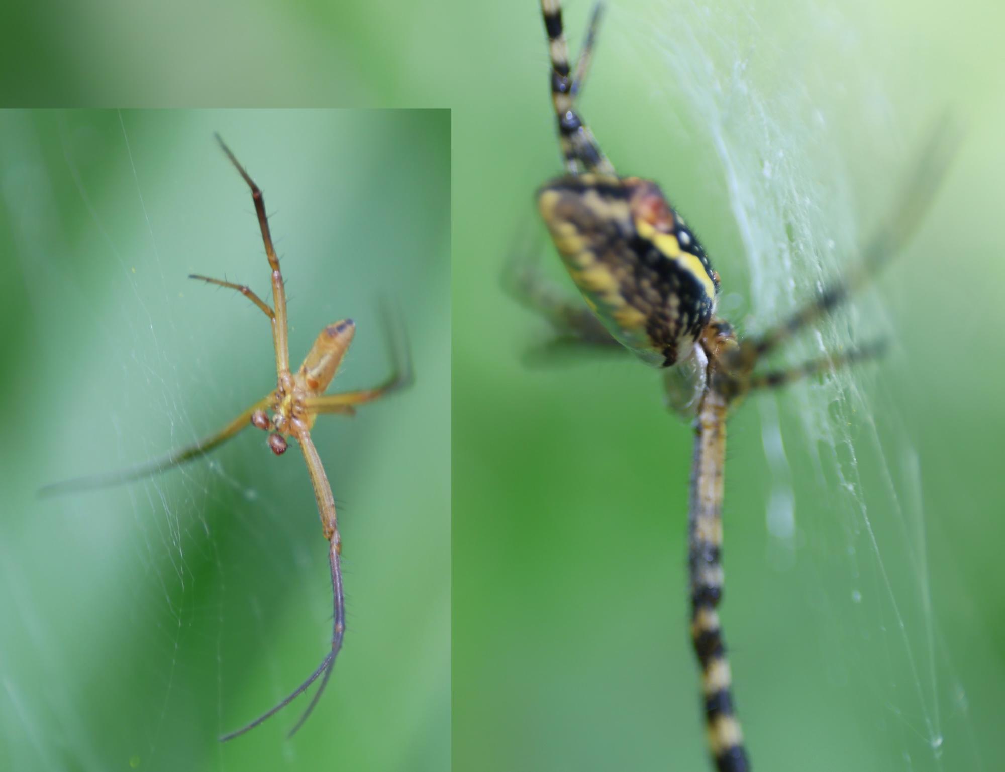 male & female Argiope