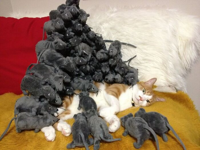 Exhausted Cat (SOC Analyst) is pranked by waking up surrounded by dozens of rat cat toys. Image Credits: @RitzChan_