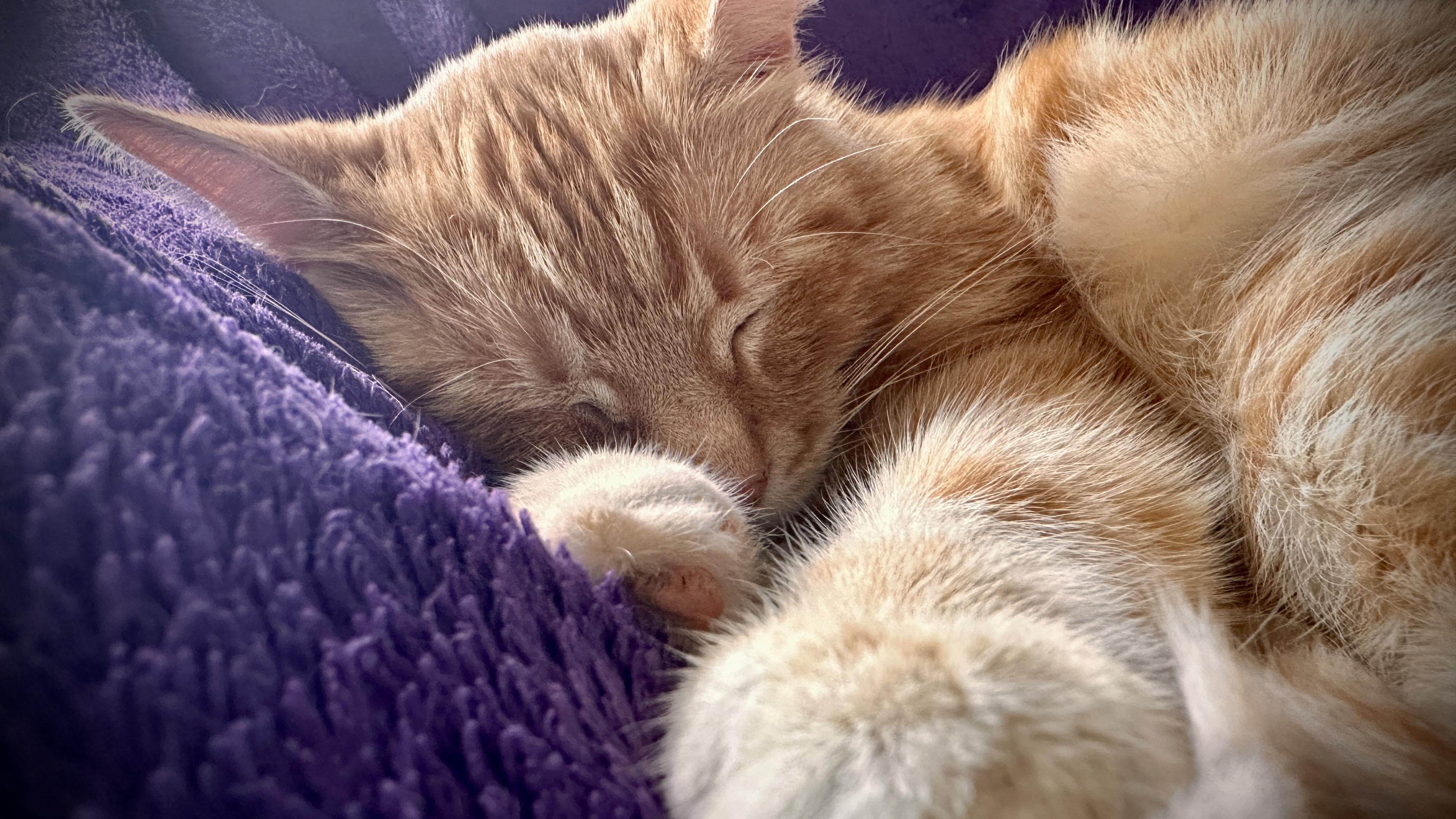 Washy the snuggly sleepy cat