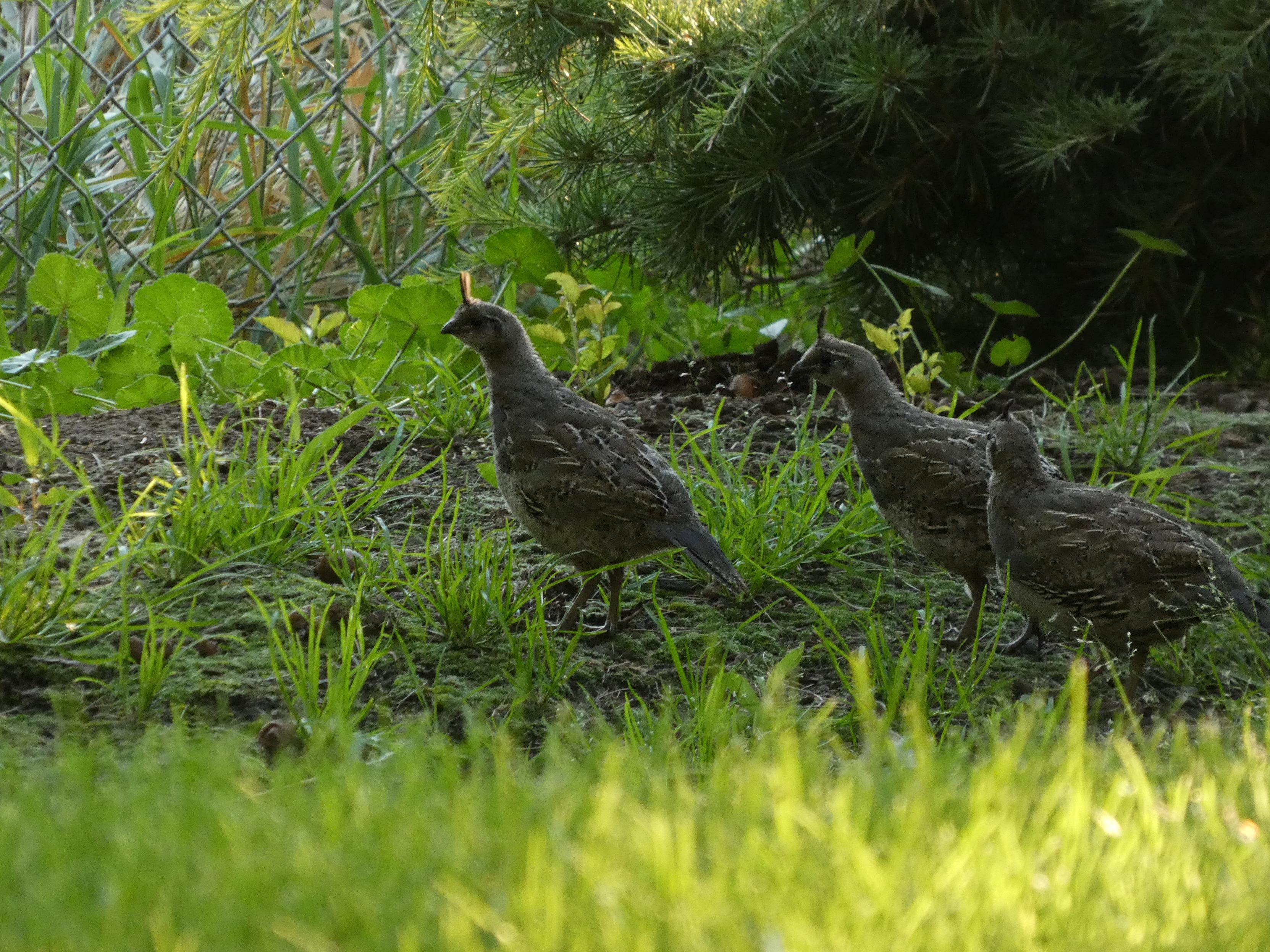 Shadowy, photo of three juvenile California quail--brown and quill-marked with colorblocked slate grey faces and tiny pull-tab doohickeys curling up from their foreheads just like the adults they'll become--sneaking like tiny, plump, animated toy bowling pins across a grassy, scrubby stretch of yard. A patch of fading sunlight falls across the foreground but not the little birds, though their pull-tab crest are subtly limned with light.