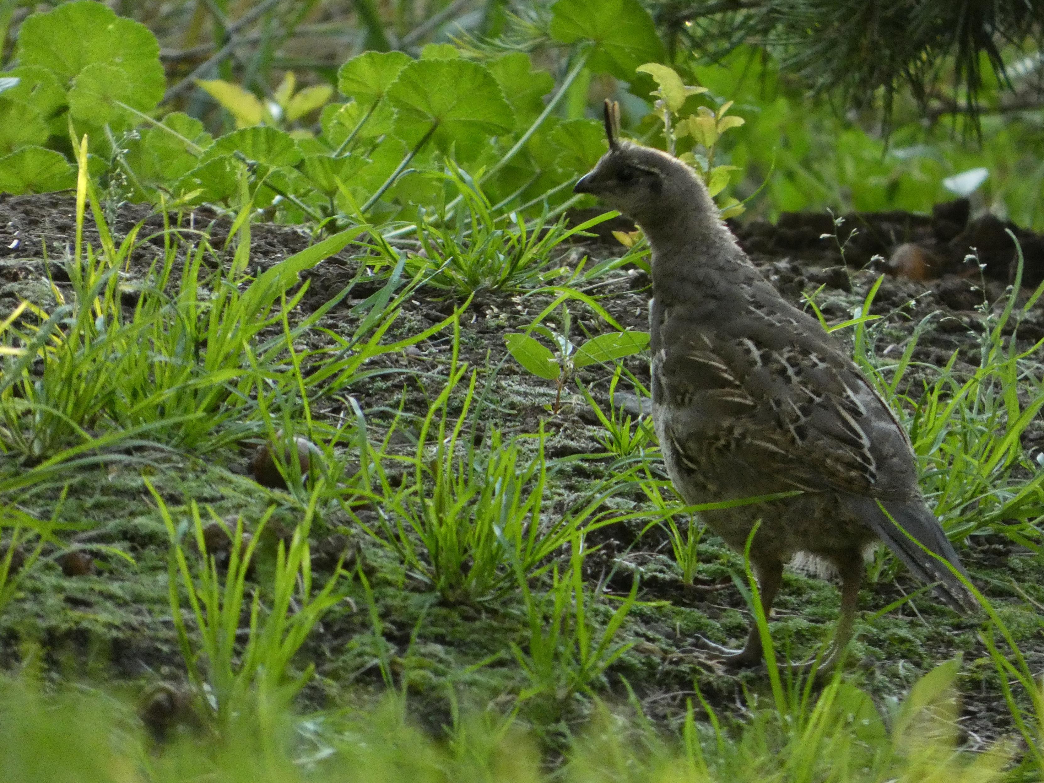 Zoomed-in photo of the leader of the tiny pack (the little trio pictured above that trailed behind the more clustered family group). Eir body is inclined a little forward, about to break into another furtive little jog forward, the creamy, quill-like markings showing on eir plump, bulb-like brown and grey body and eir sweet, wide-eyed face catching a little more of the sunset, which glints and glows along the outlines of the tufts of grass and the young quail's jaunty crest feathers.