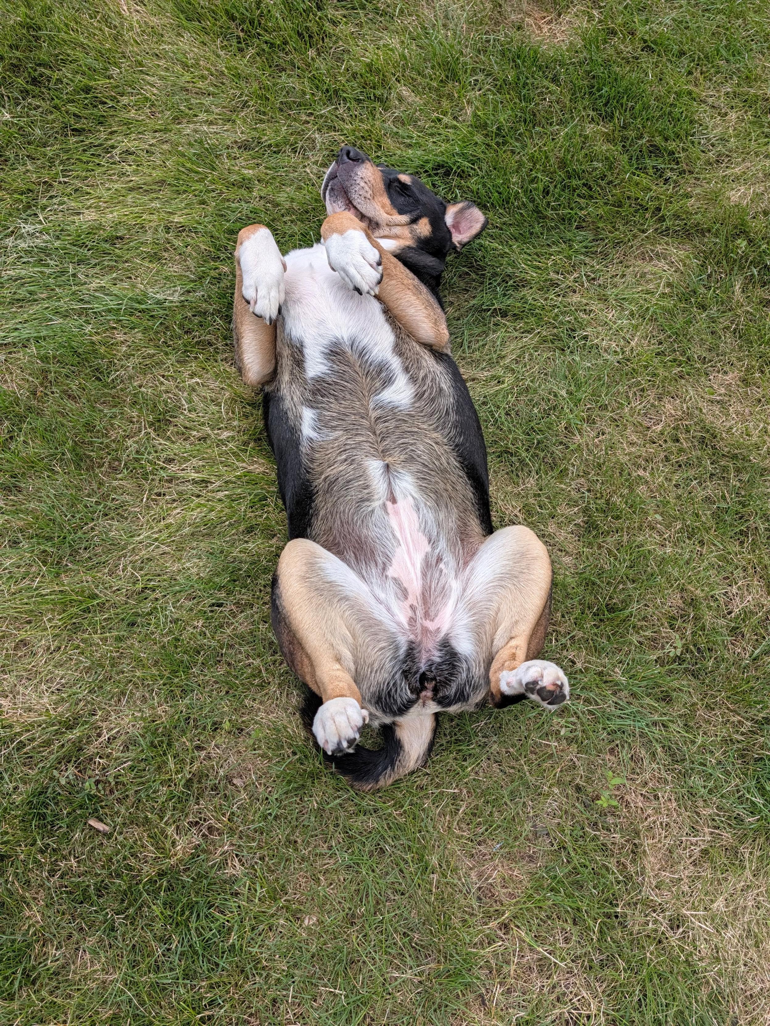 Charlie the dog on her back in the lawn, catching some rays and enjoying the heck out of it