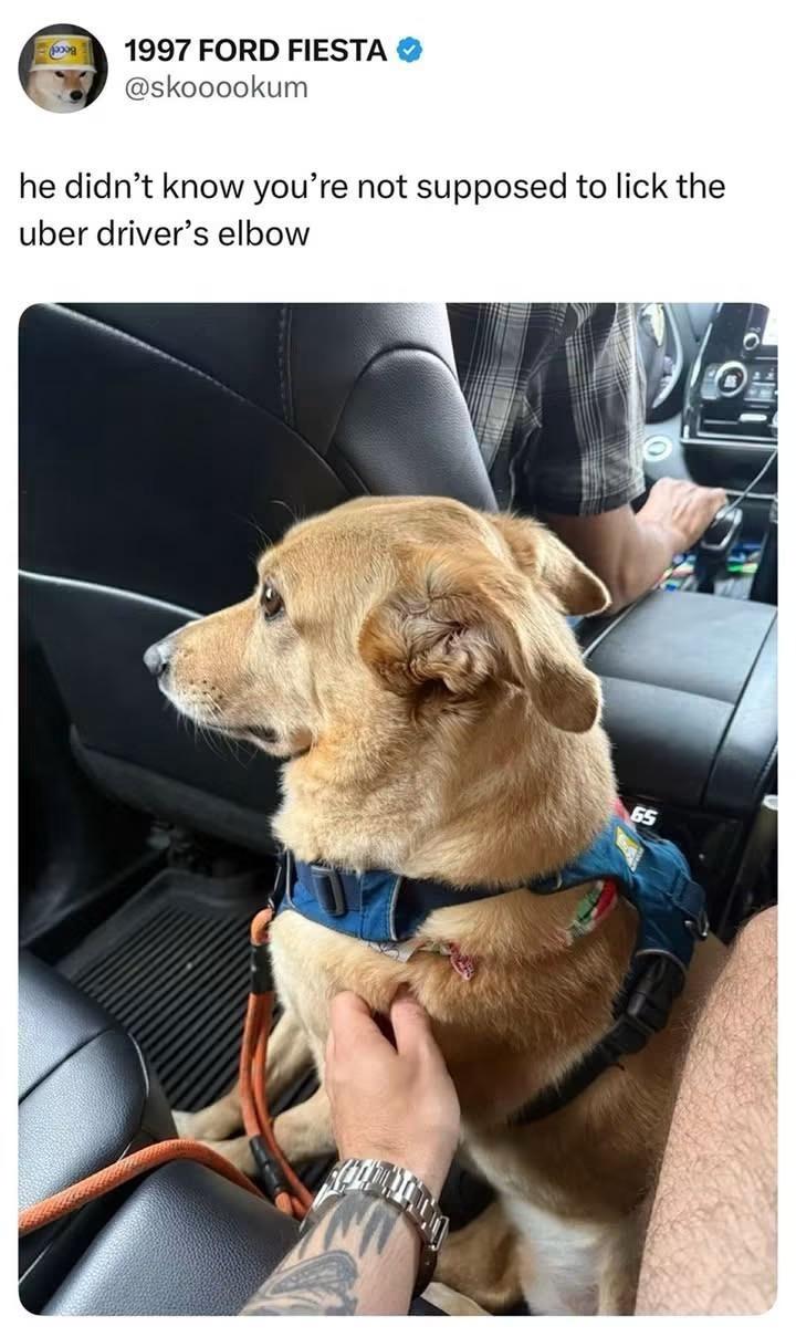 tweet by 1997 ford fiesta @skoookum he didn't know you're not supposed to lick the uber driver's elbow picture of dog with ears back, looking upset