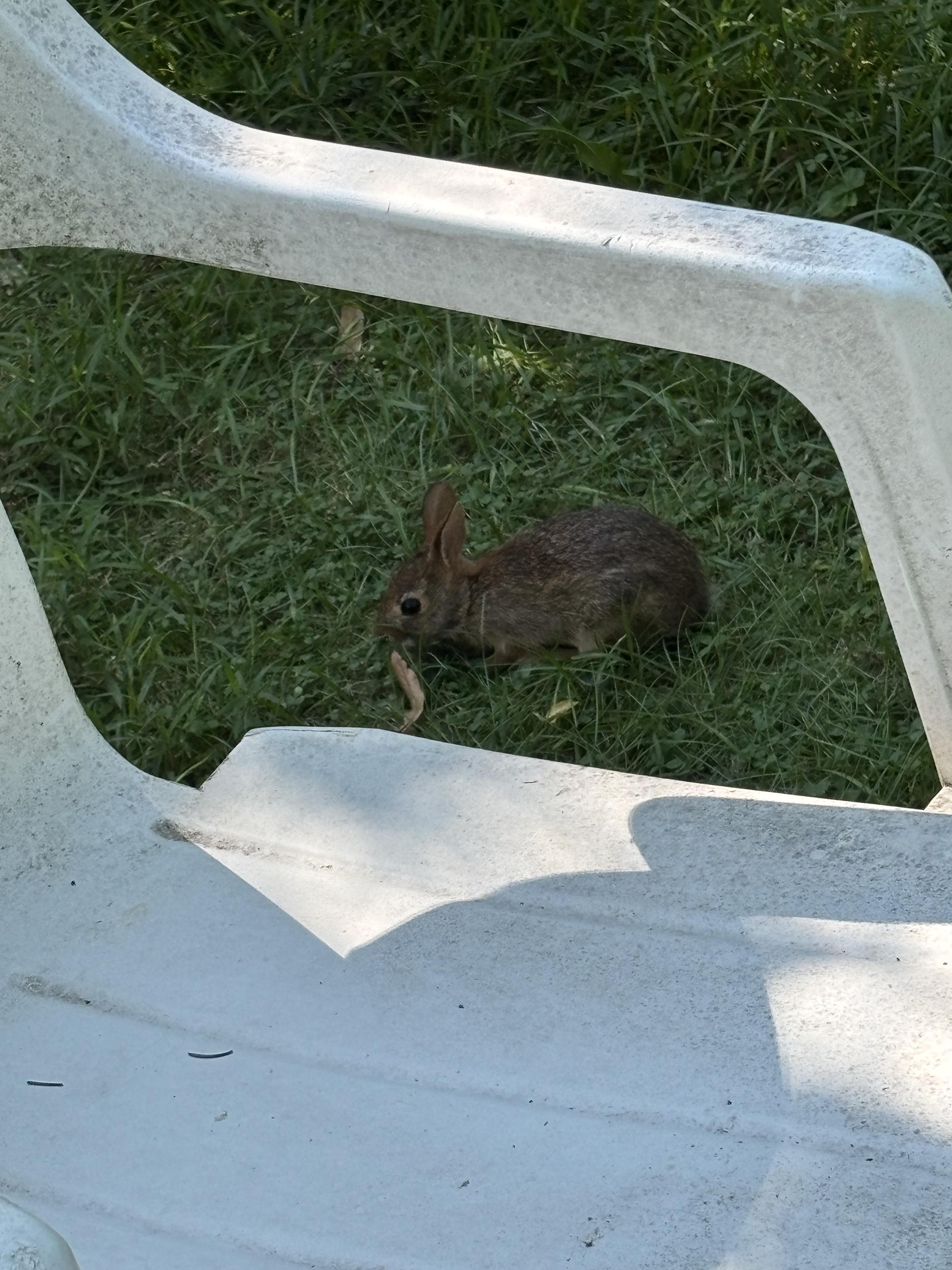 rabbit eating in back yard, framed by the arms of a lawn chair
