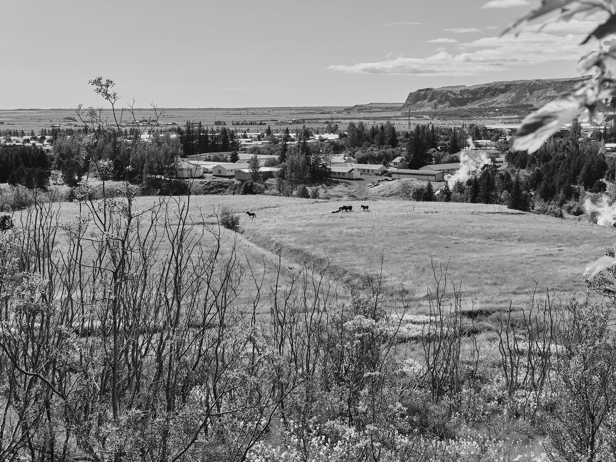 A black and white photo of a field. One horse is way over to the left of the image, separate from the rest of the herd.