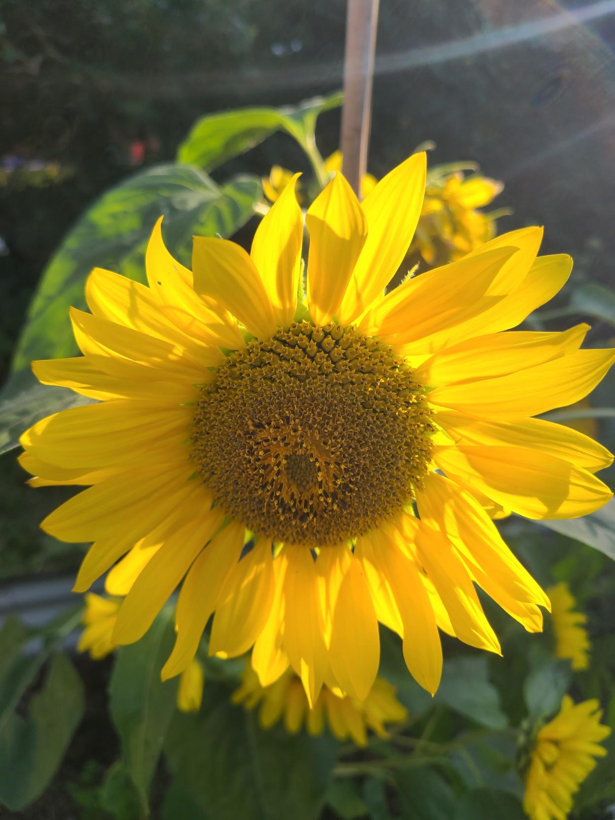 A close-up photo of a sunflower in a raised garden bed. The sun is behind the flower and is shining through the petals giving rhem an almost fluorescent glow.
