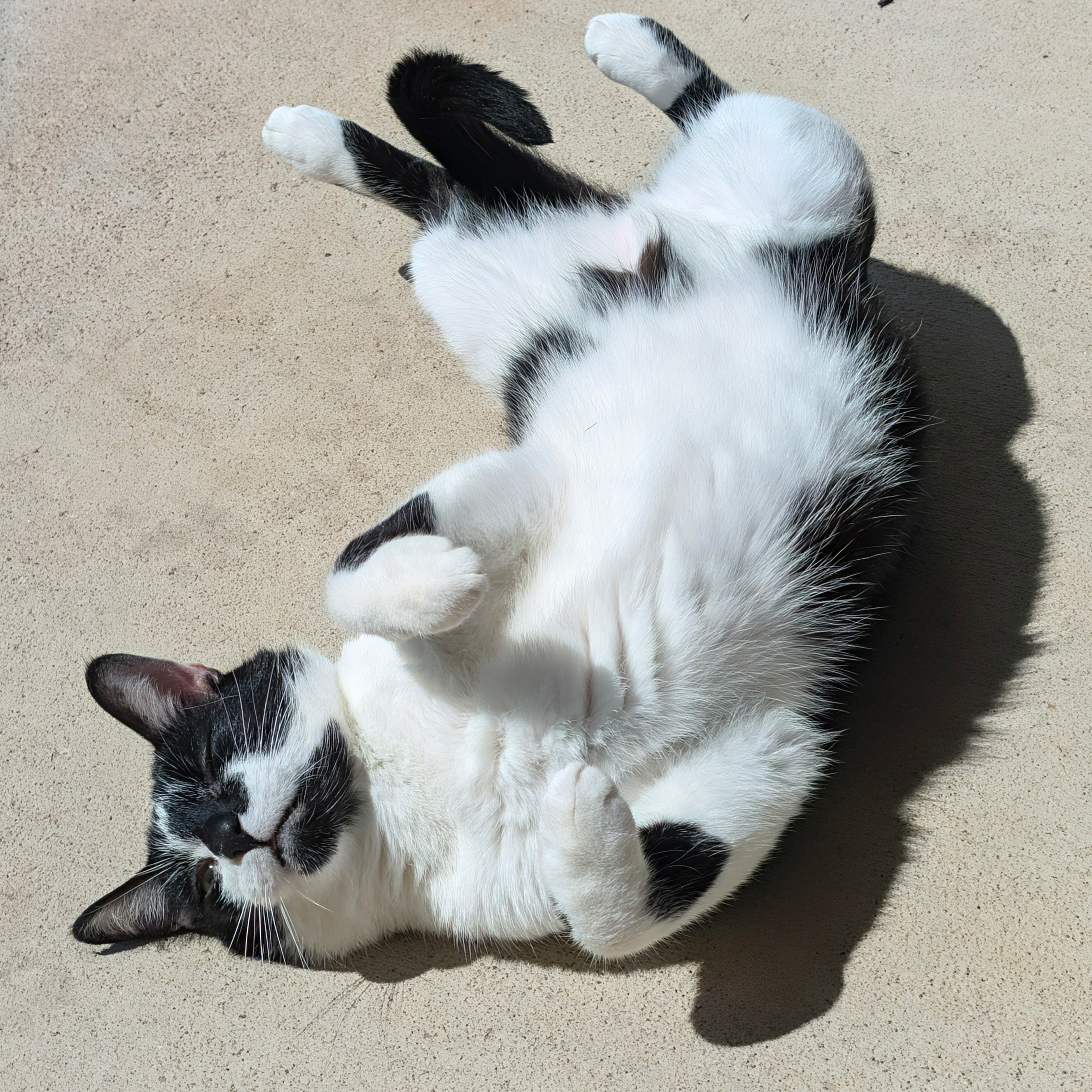 Smudge, stretching, belly up on the porch concrete. Go on, touch the belly! It's totally not a trap. How's your insurance? Oh, no reason, just asking.