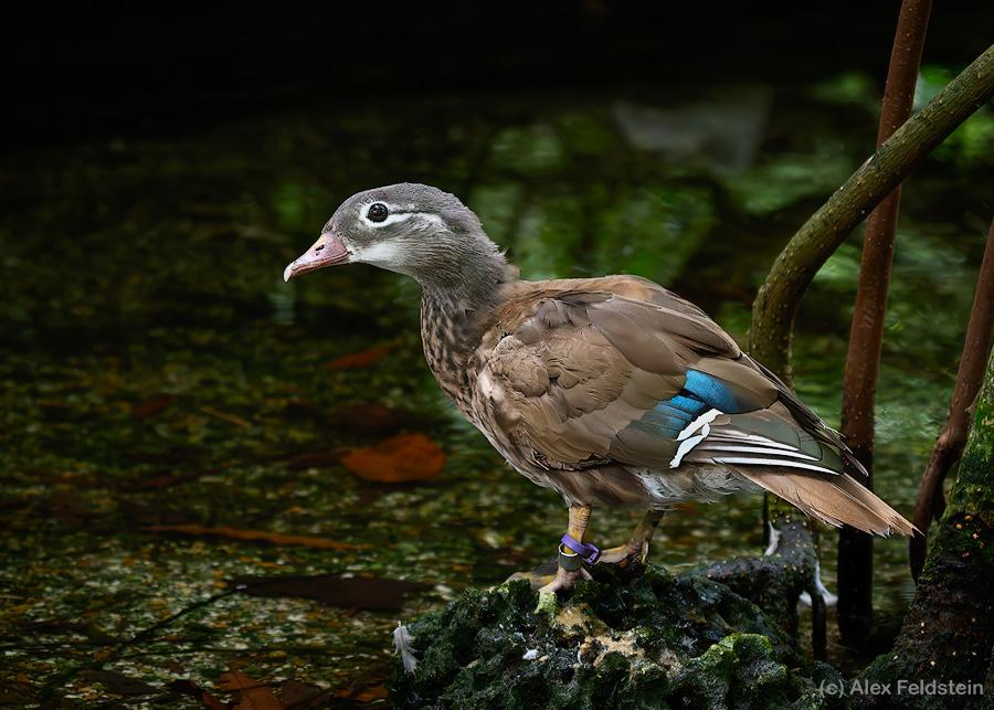 Mandarin duck