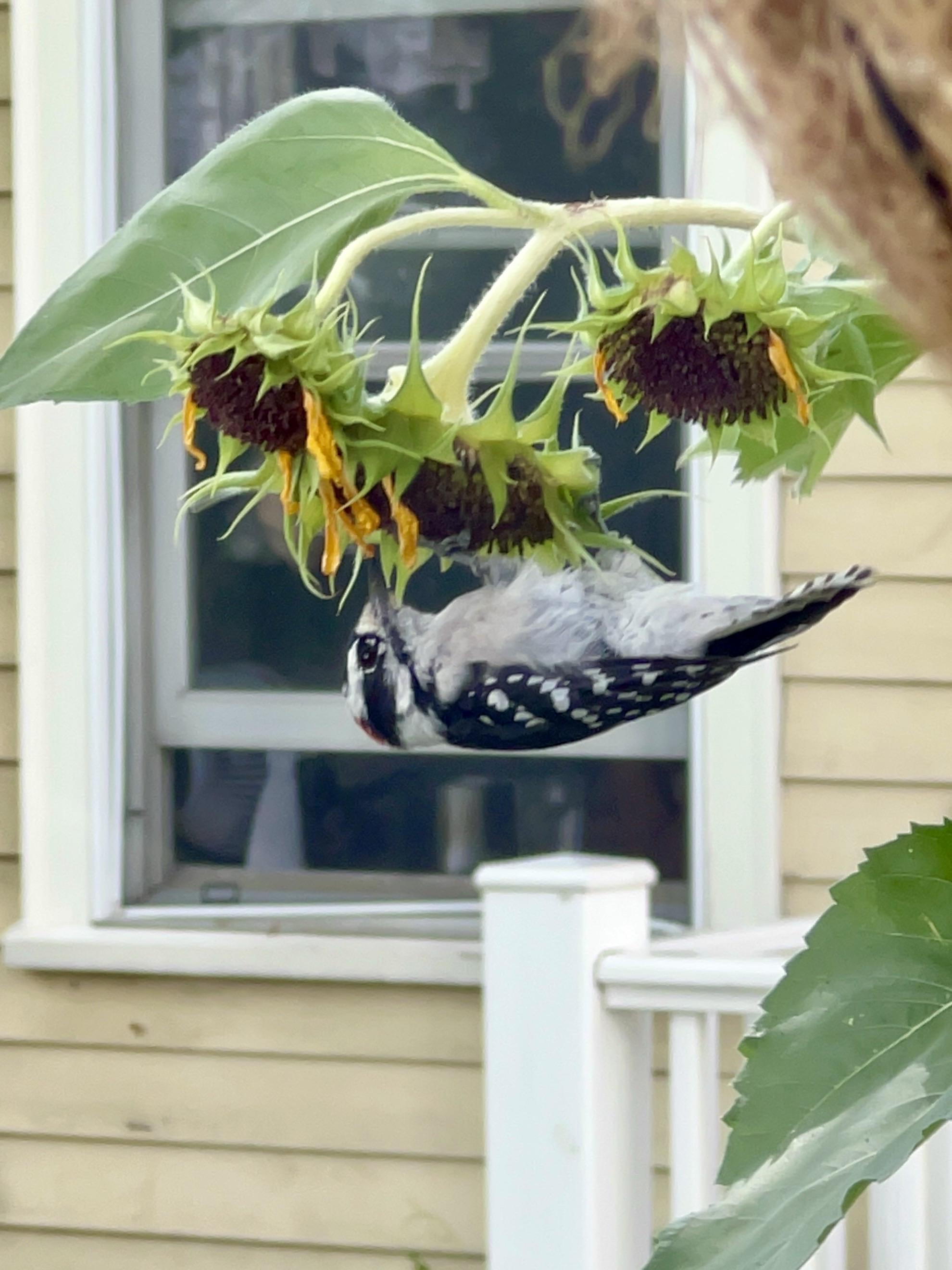 A small black and white bird is hanging upside down from one of the three-headed sunflowers, eating its seeds. The light yellow house with white window trims and railing is the backdrop.