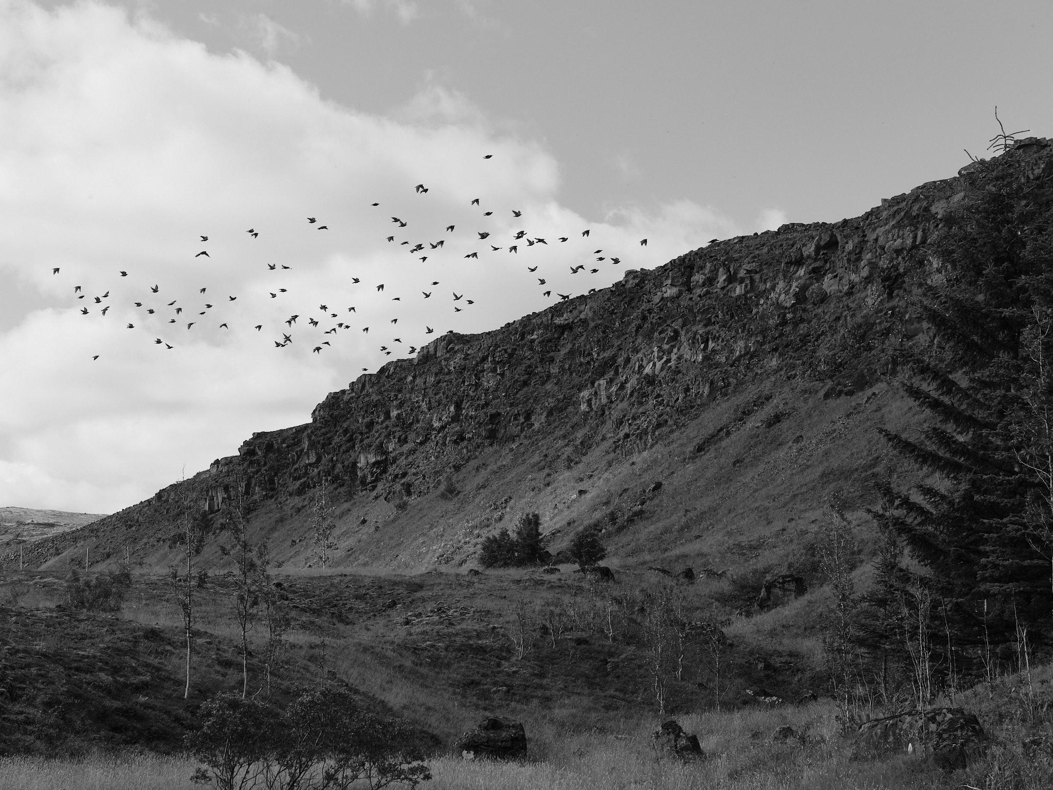 A black and white photo of a large number of starlings flying over a mountainous landscape