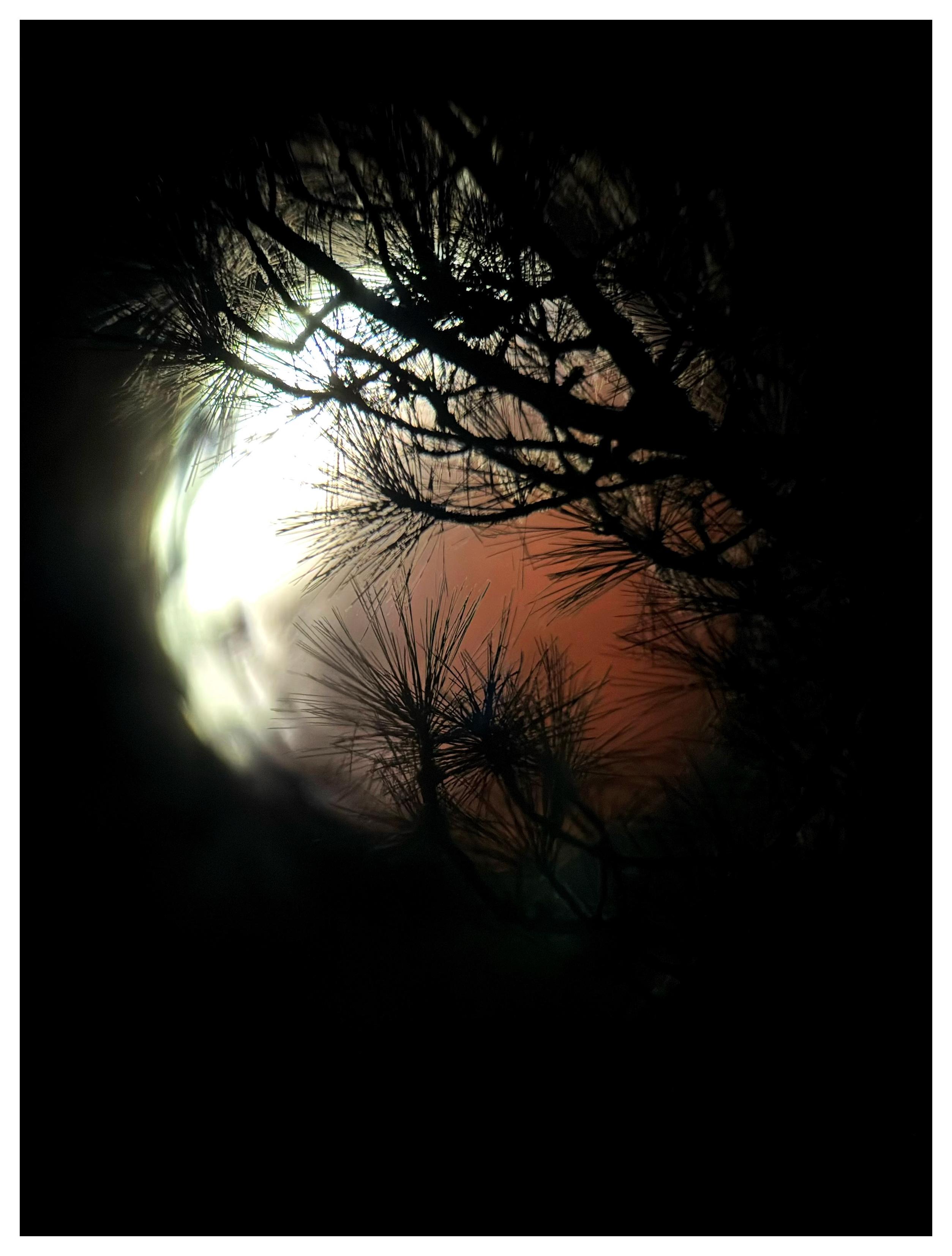 Branches of pine needles in silhouette against a blurry full moon during a partial eclipse, with a bright white crescent at its western edge and the rest of the lunar surface a deep red.