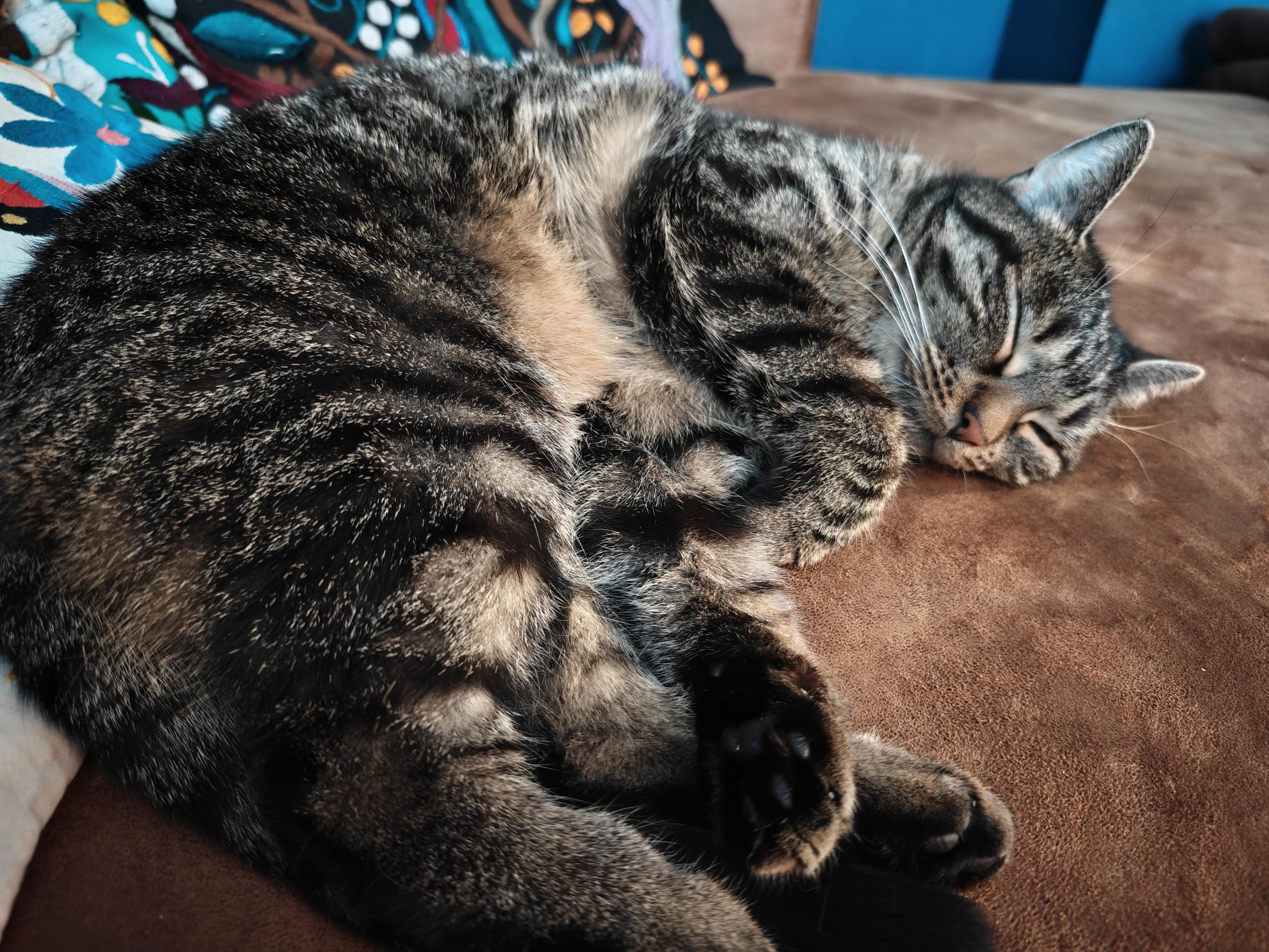 Foto of one of our cats sleeping next to me on the sofa while I work.