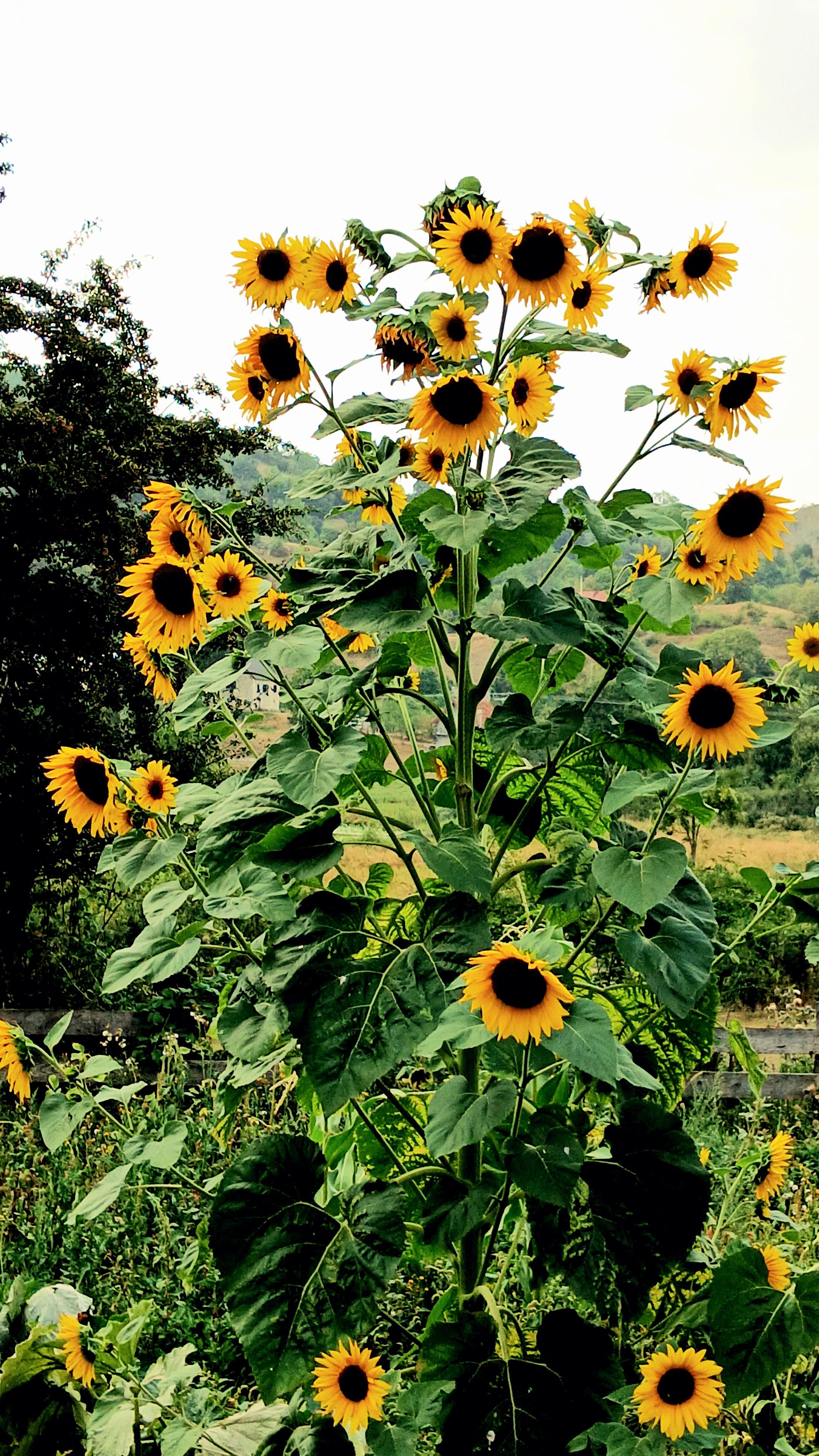 Photo of a huge sunflower plant, with many flower heads growing off of it.