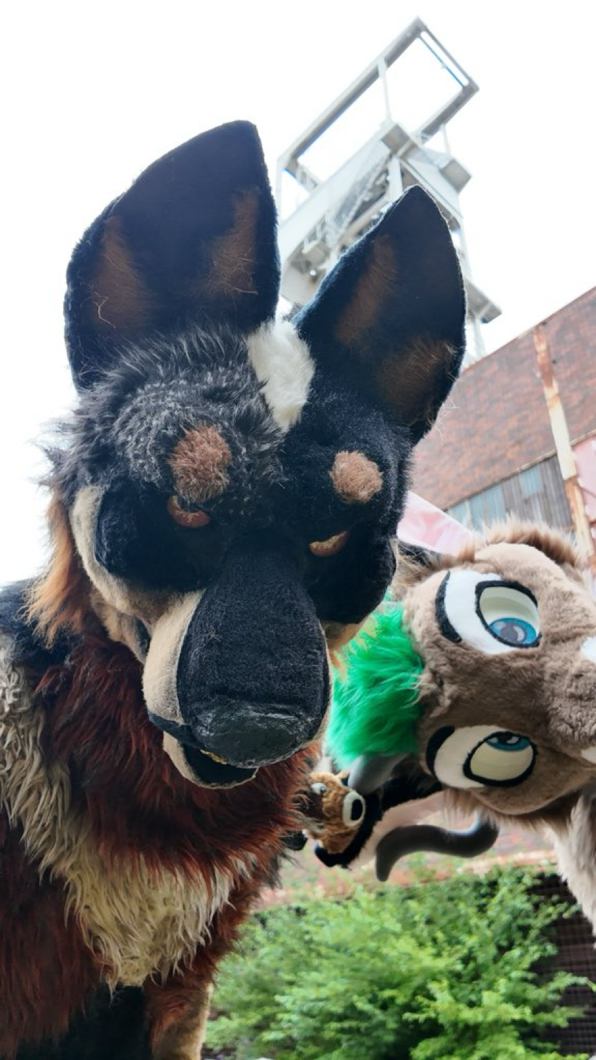 Close up view of a deer and Blue Heeler fursuiter in a Selfie perspective.