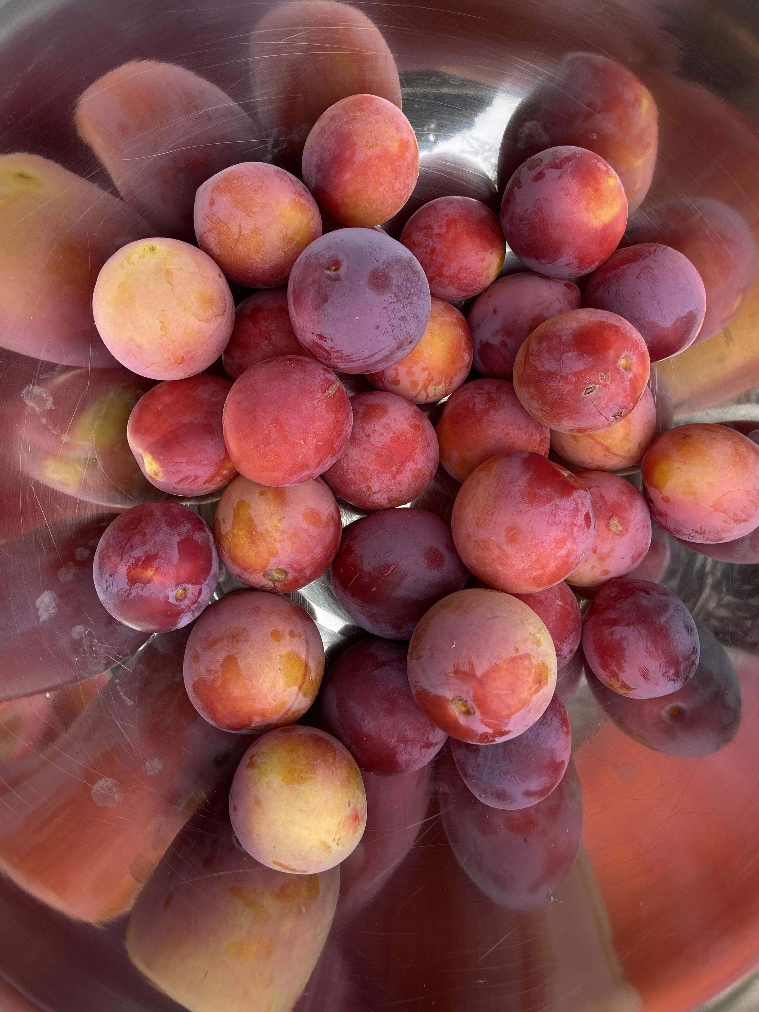 A metal bowl full of lovely round purple and peach colored plums. They make long stretched reflections on of the side of the bowl, like a funhouse mirror for fruit.