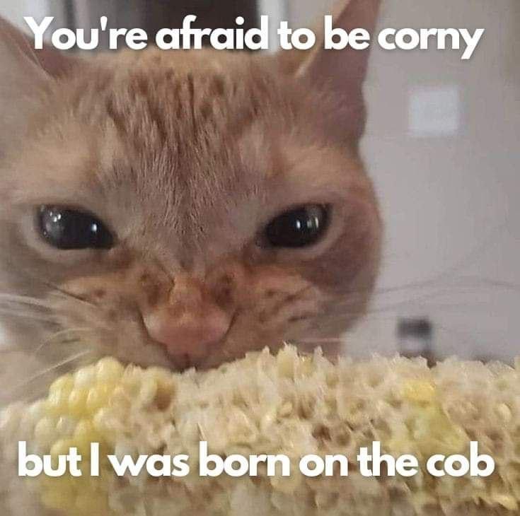 Photo of an orange cat munching on a corn on the cob with the caption: You're afraid to be corny but I was born on the cob