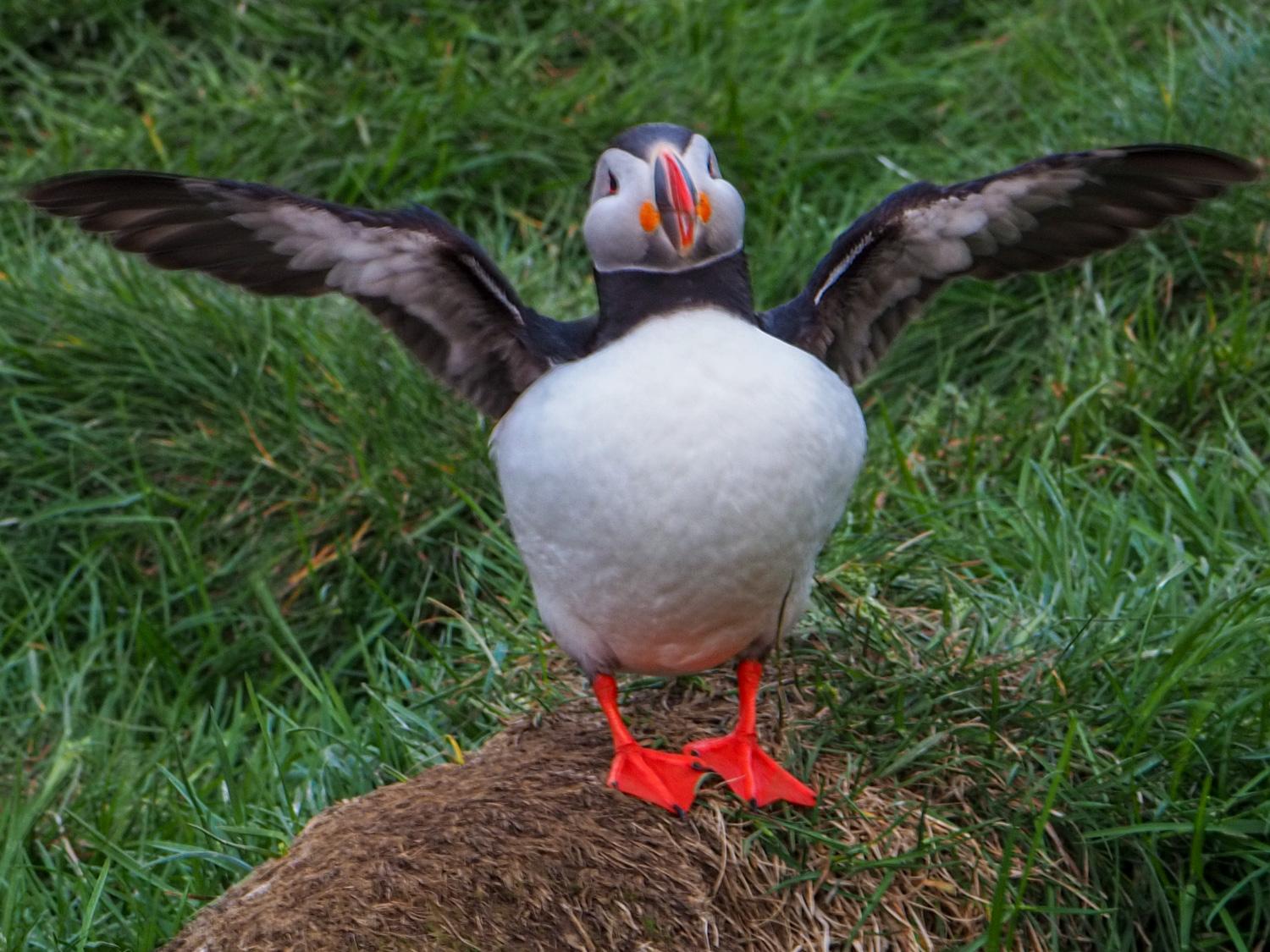A puffin, standing on a bare mound with its wings stretched wide open, on a background of lush, green grass.