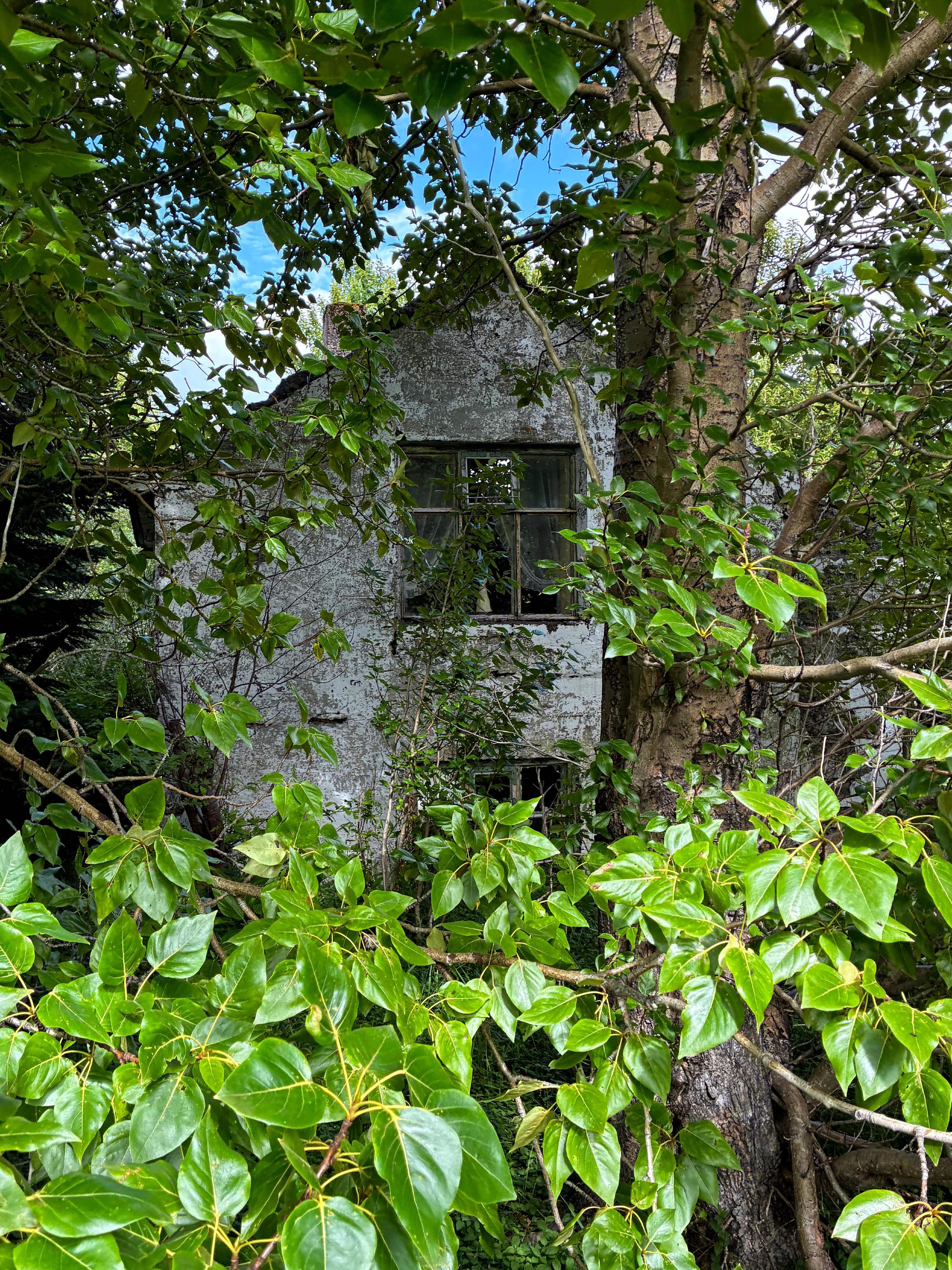 An abandoned house hidden behind trees.