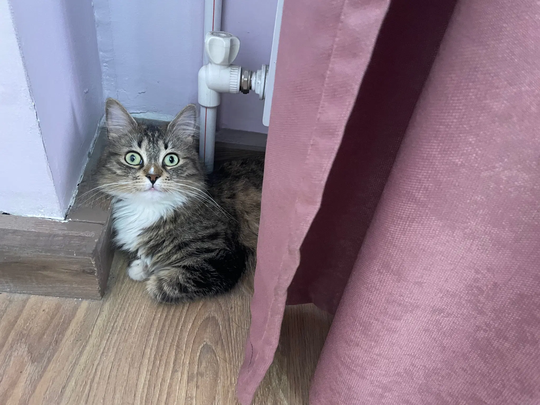 Nova is flopped behind a curtain, leaning against a corner