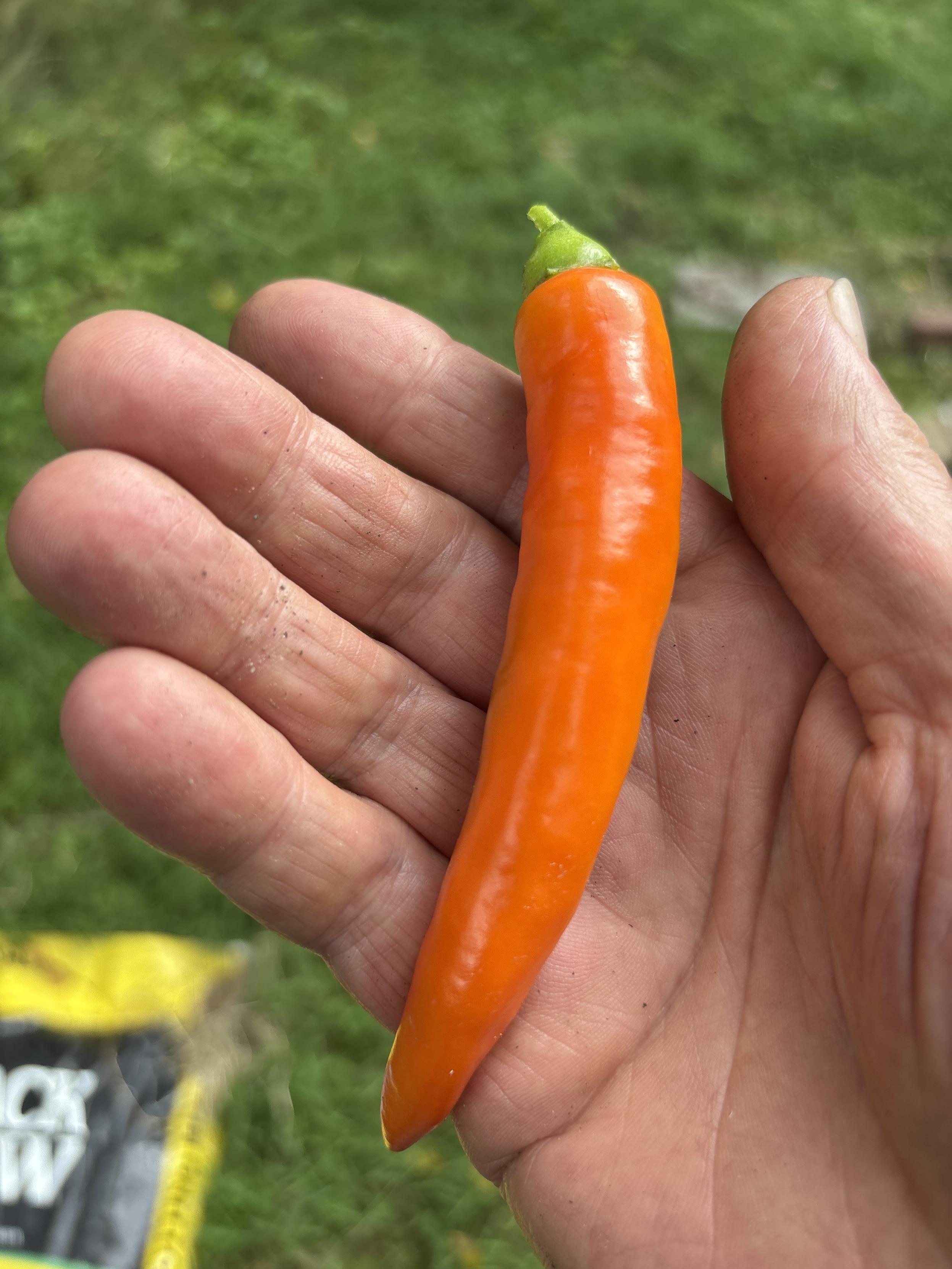 newly harvested Serrano pepper in my hand