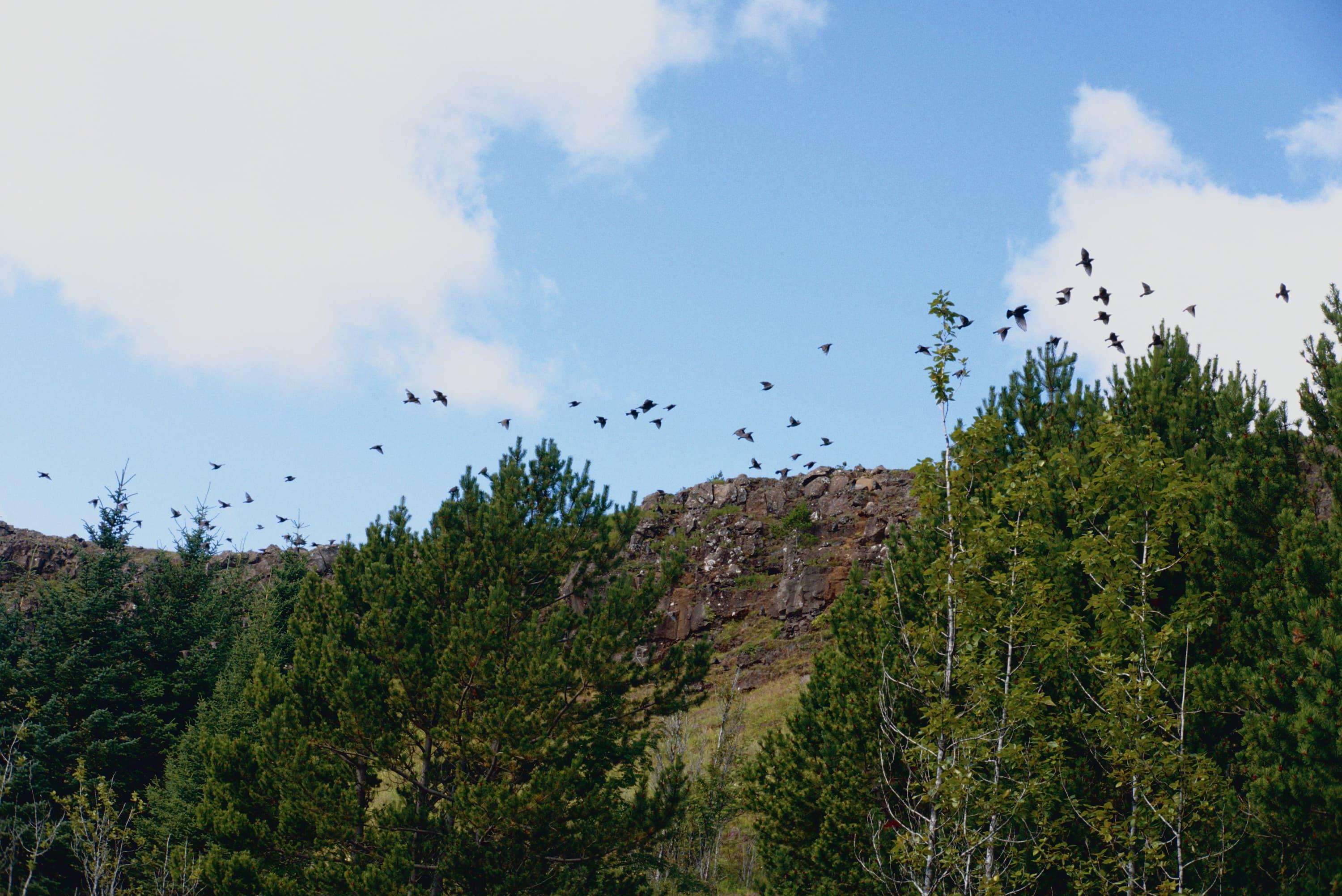 Starlings flying over cliffs.