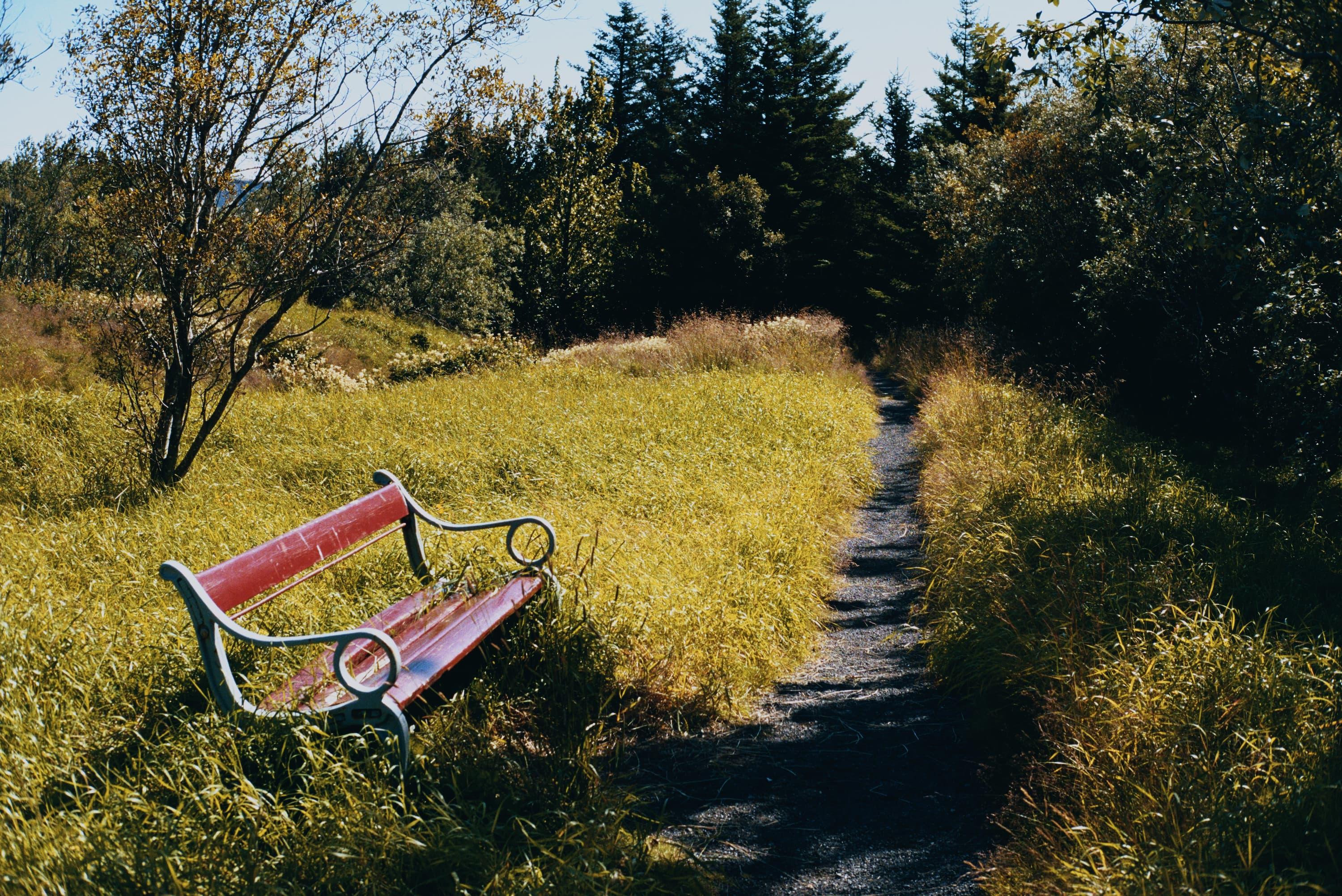 An overgrown bench by a path, surrounded by trees.