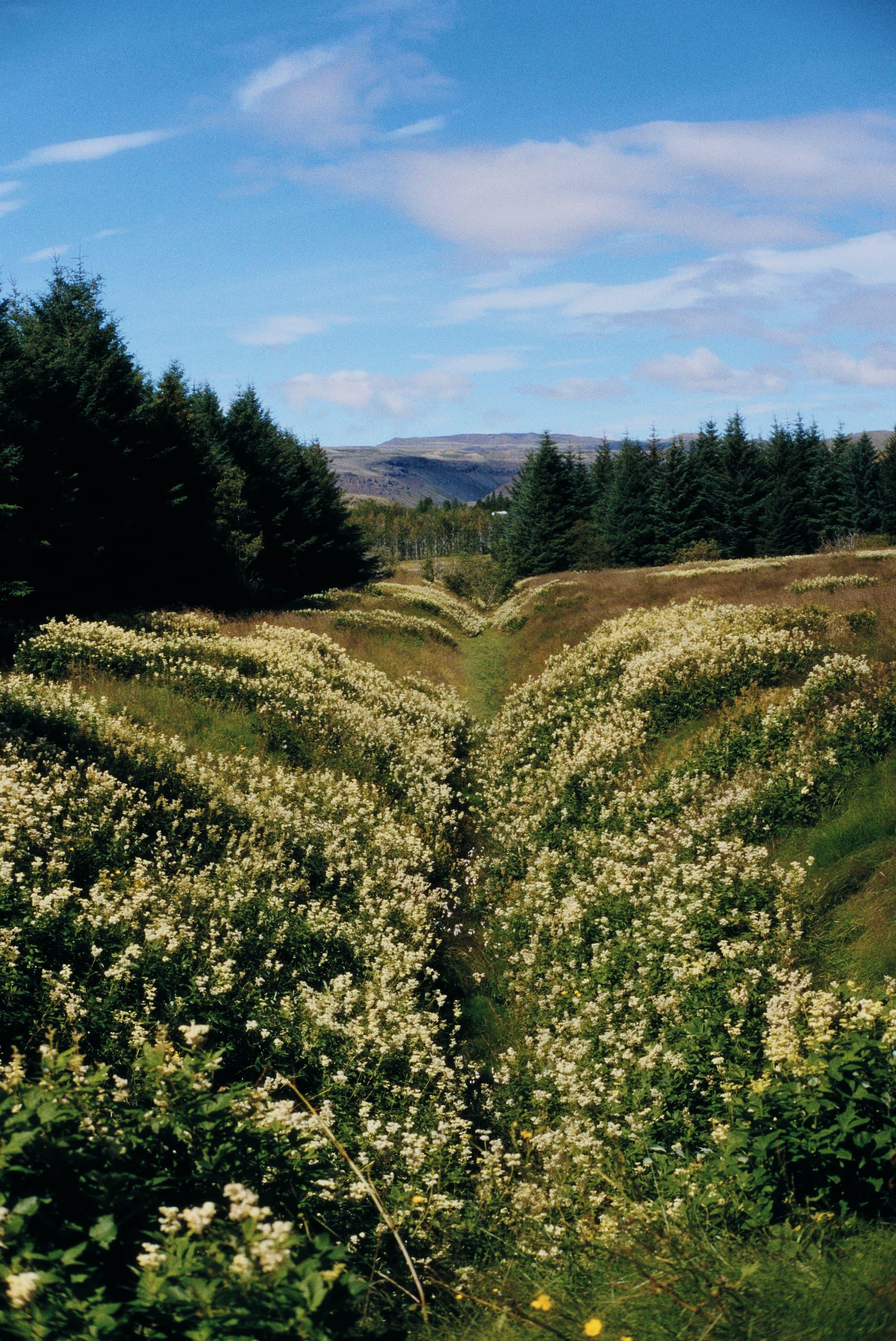 A view of an overgrown ditch surrounded by trees and flowers. The colours here are more natural than the other two and has more realistic looking grain.