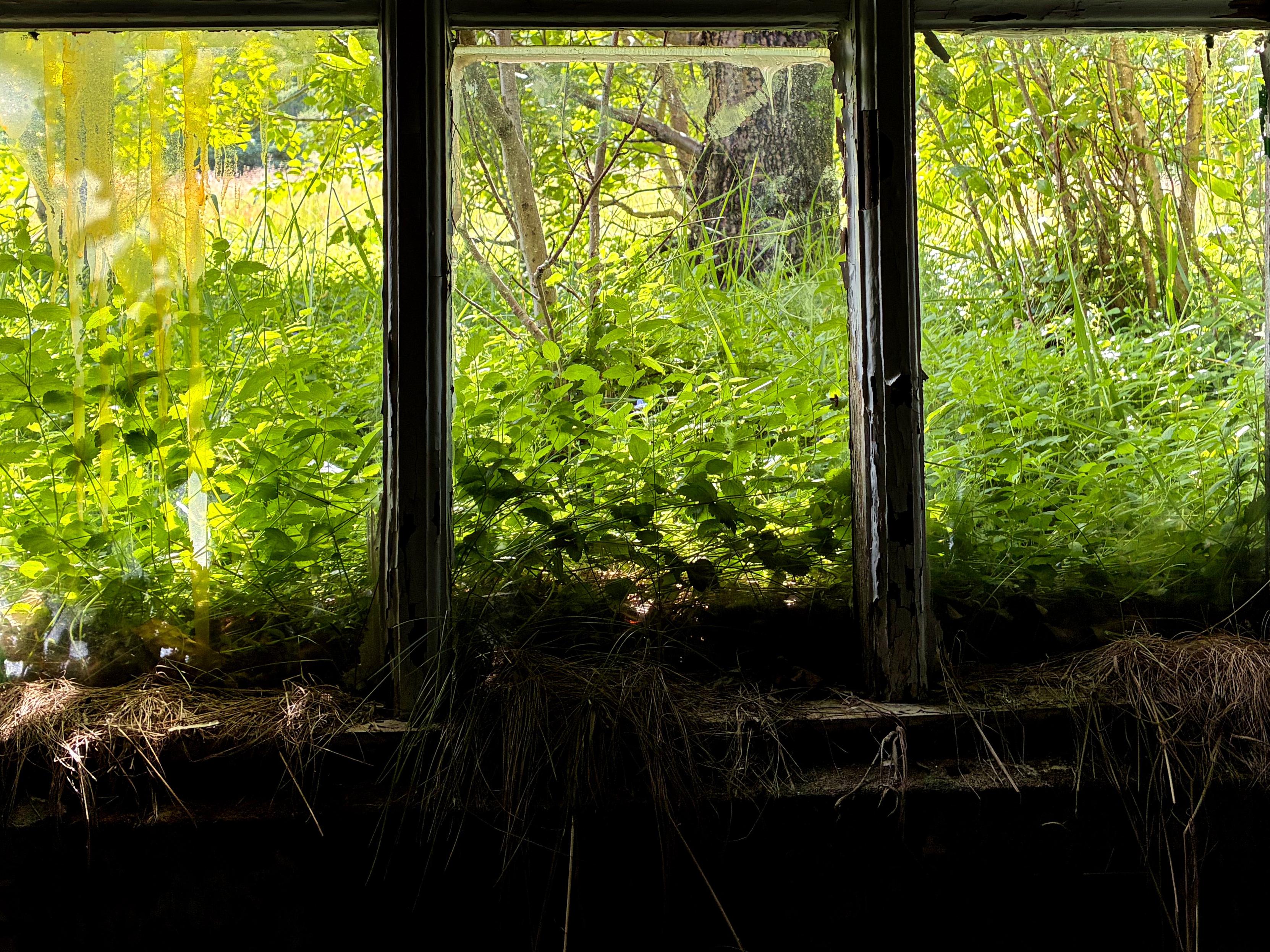 Plants viewed from a window inside an abandoned house.
