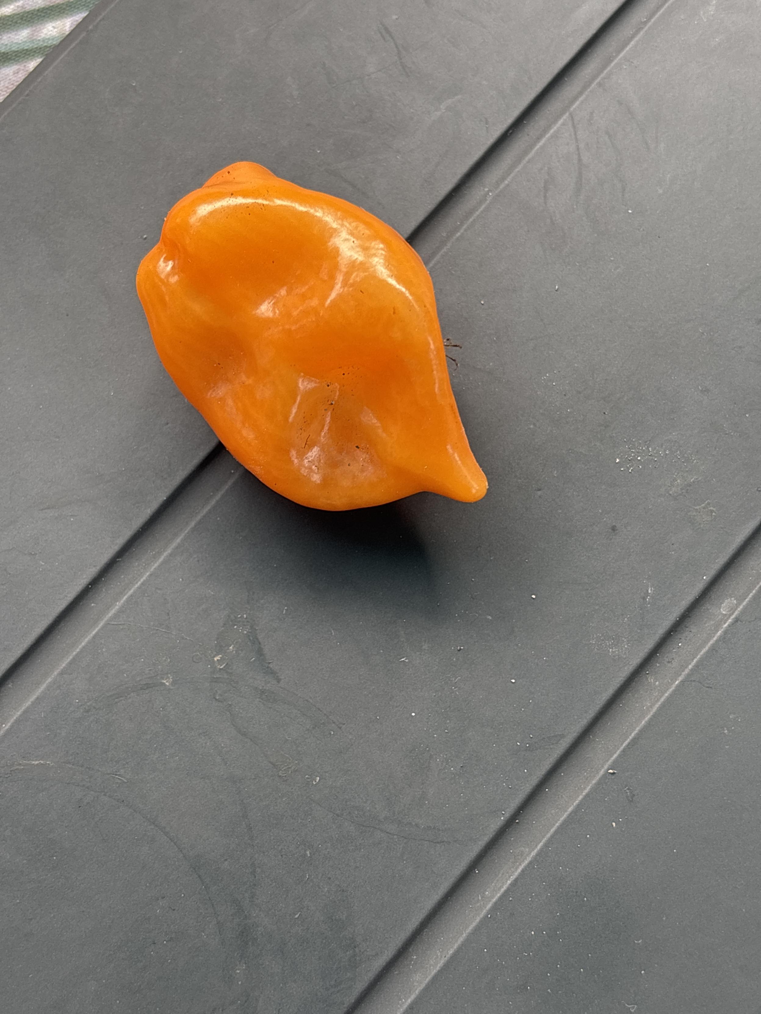 freshly picked habanero pepper sitting on my tablet