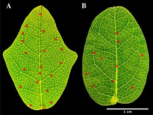 boquila leaves