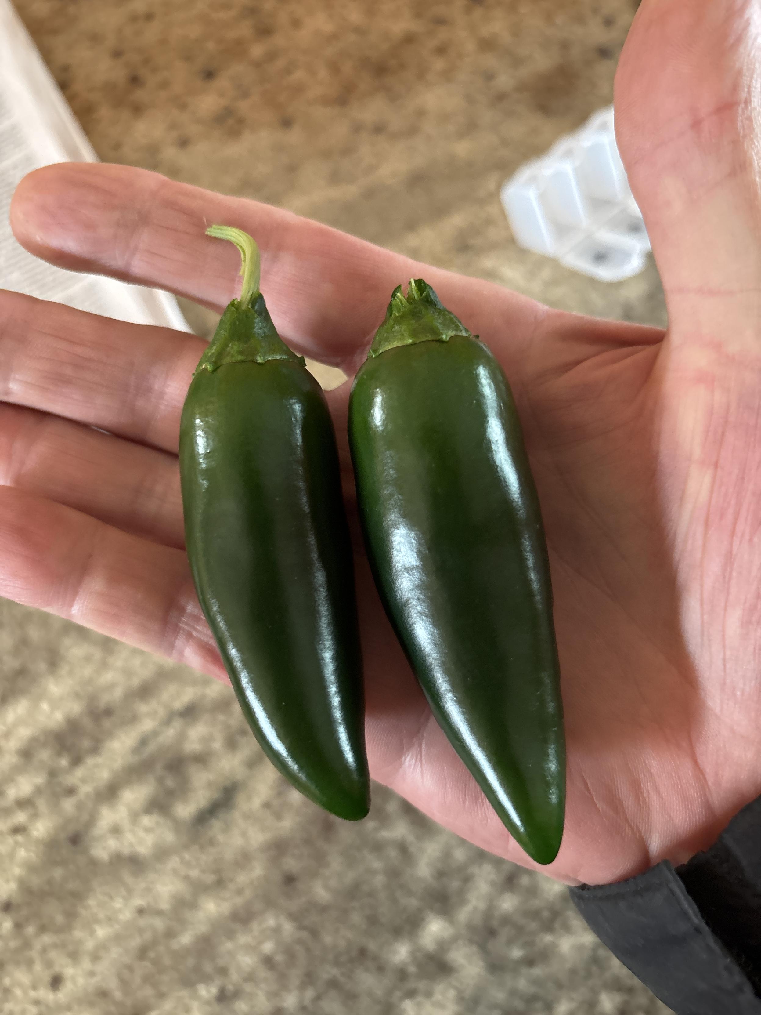 2 freshly picked jalapeño peppers in my hand