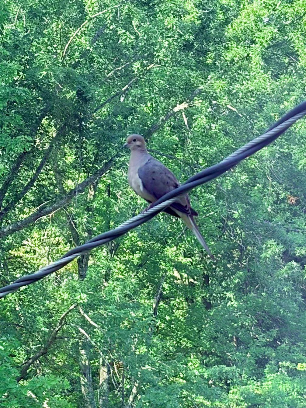 Photograph of a mourning dove perched on a low hanging power line with dense forest in the background.