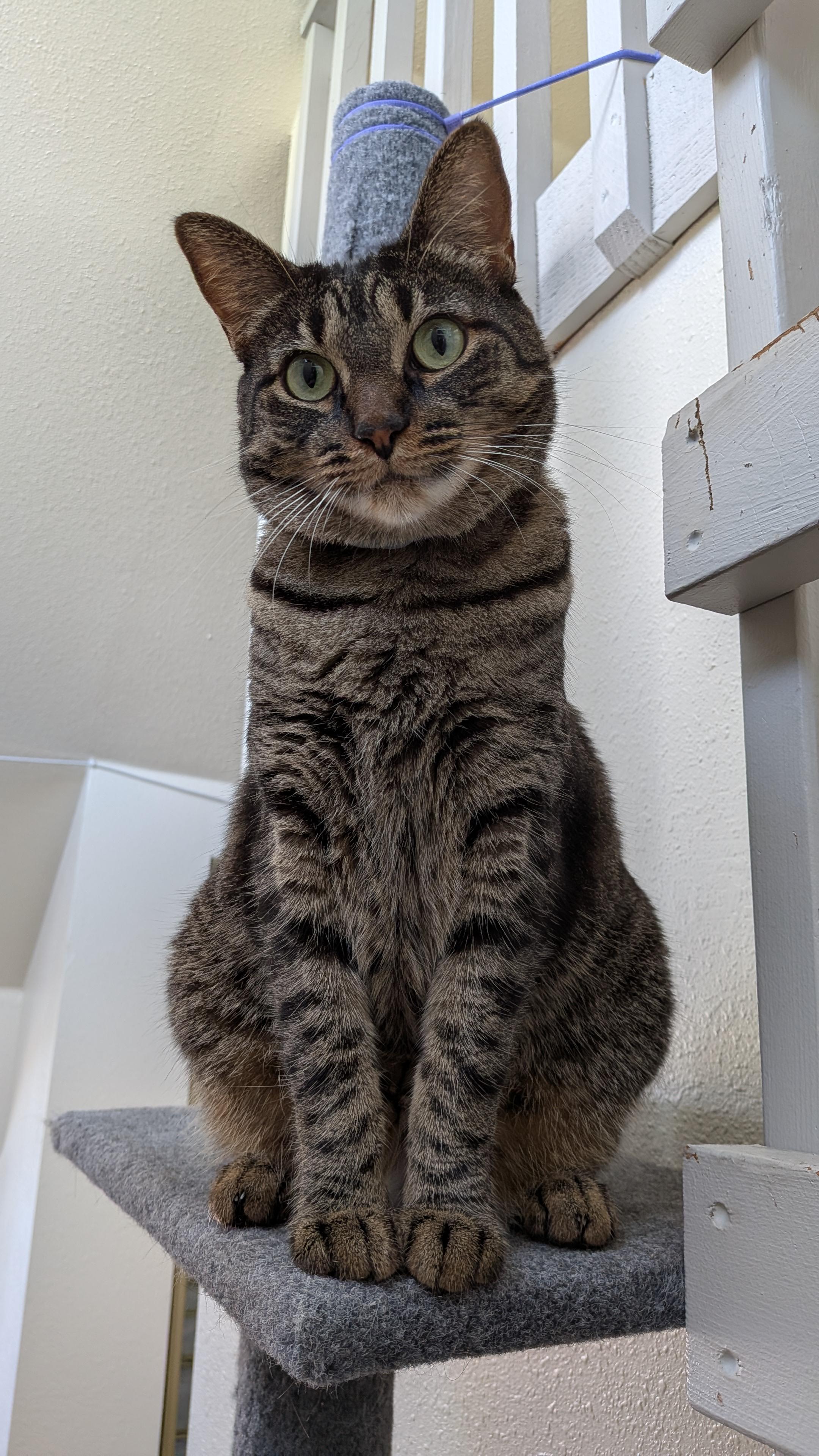 Cat sitting on perch looking toward camera