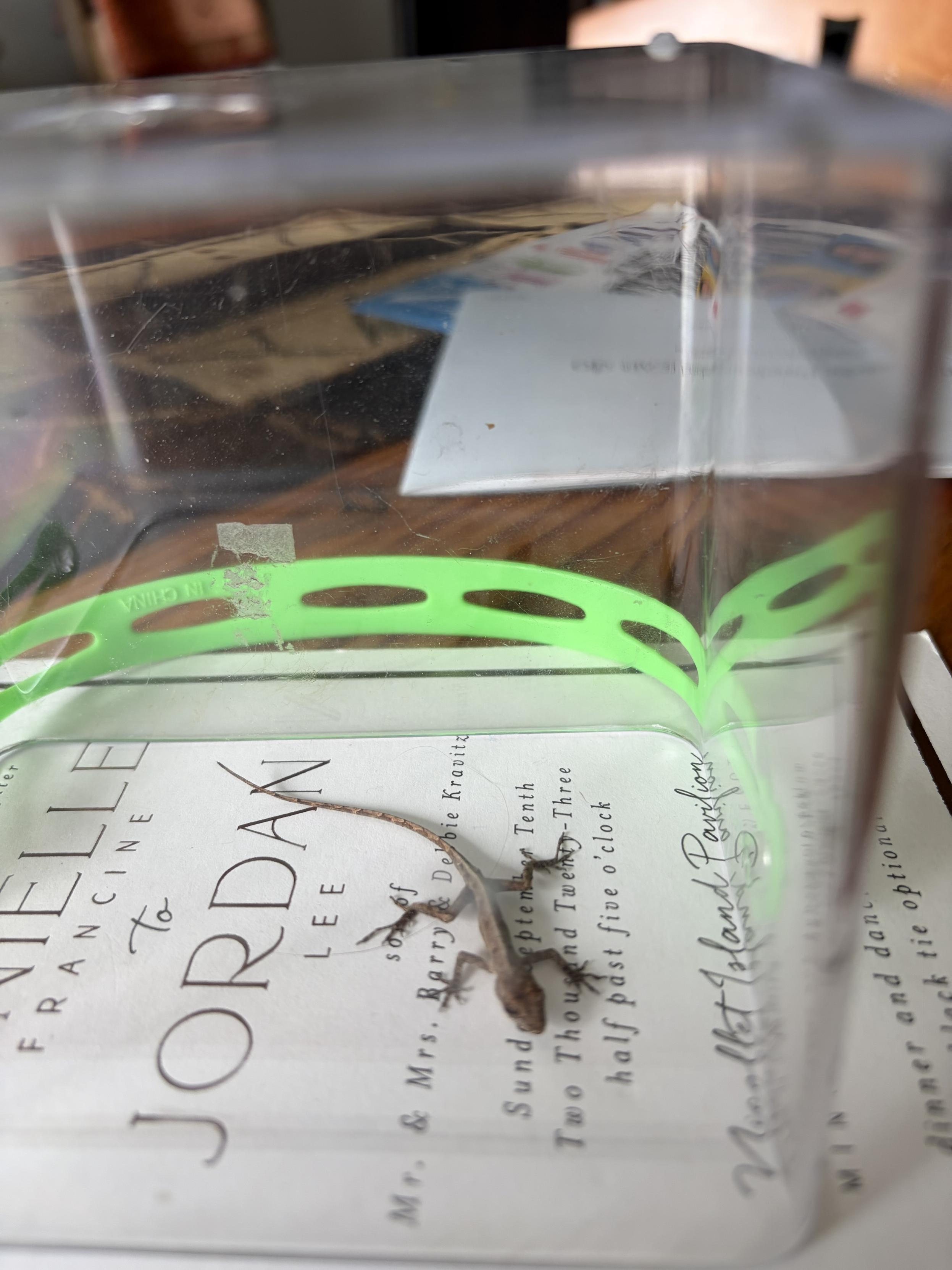 A small brown lizard is contained within a clear box, resting on top of a card or with text. The box features a bright green handle with cutouts. The background includes blurred objects on our kitchen table.