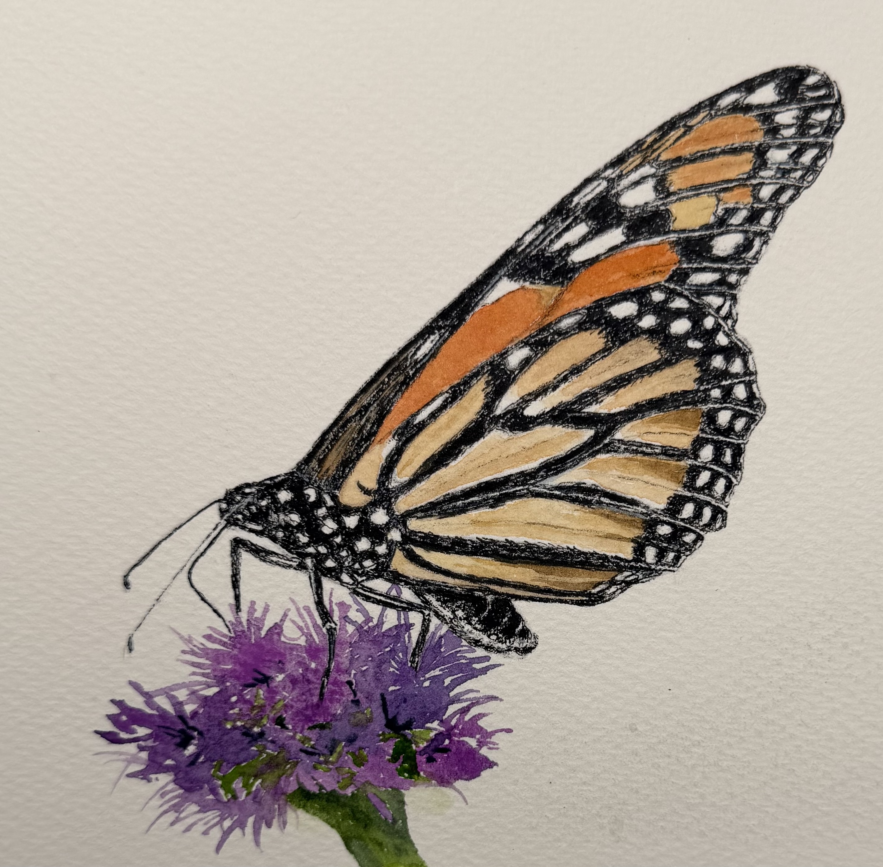 A monarch butterfly rests with its wings spread over a cluster of small flowers, its legs and antennae extending downward as it feeds.