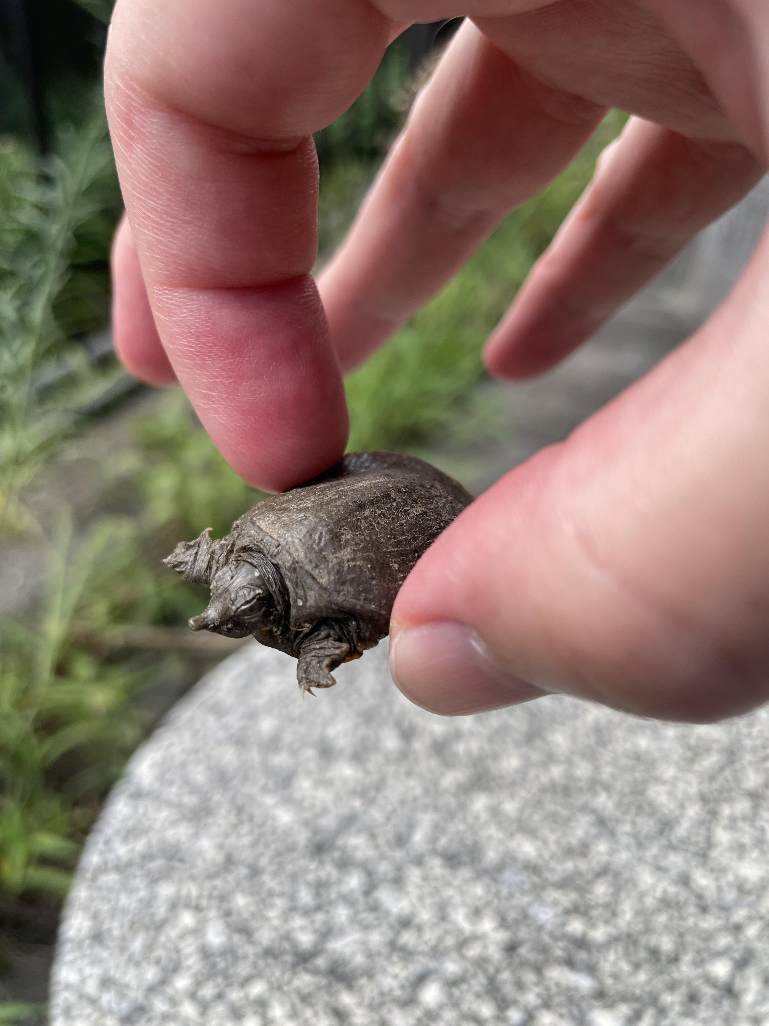 A tiny mud coloured soft shell turtle a bit larger than a quarter being held gently between thumb and forefinger, it's neck and legs partially tucked in defensively.
