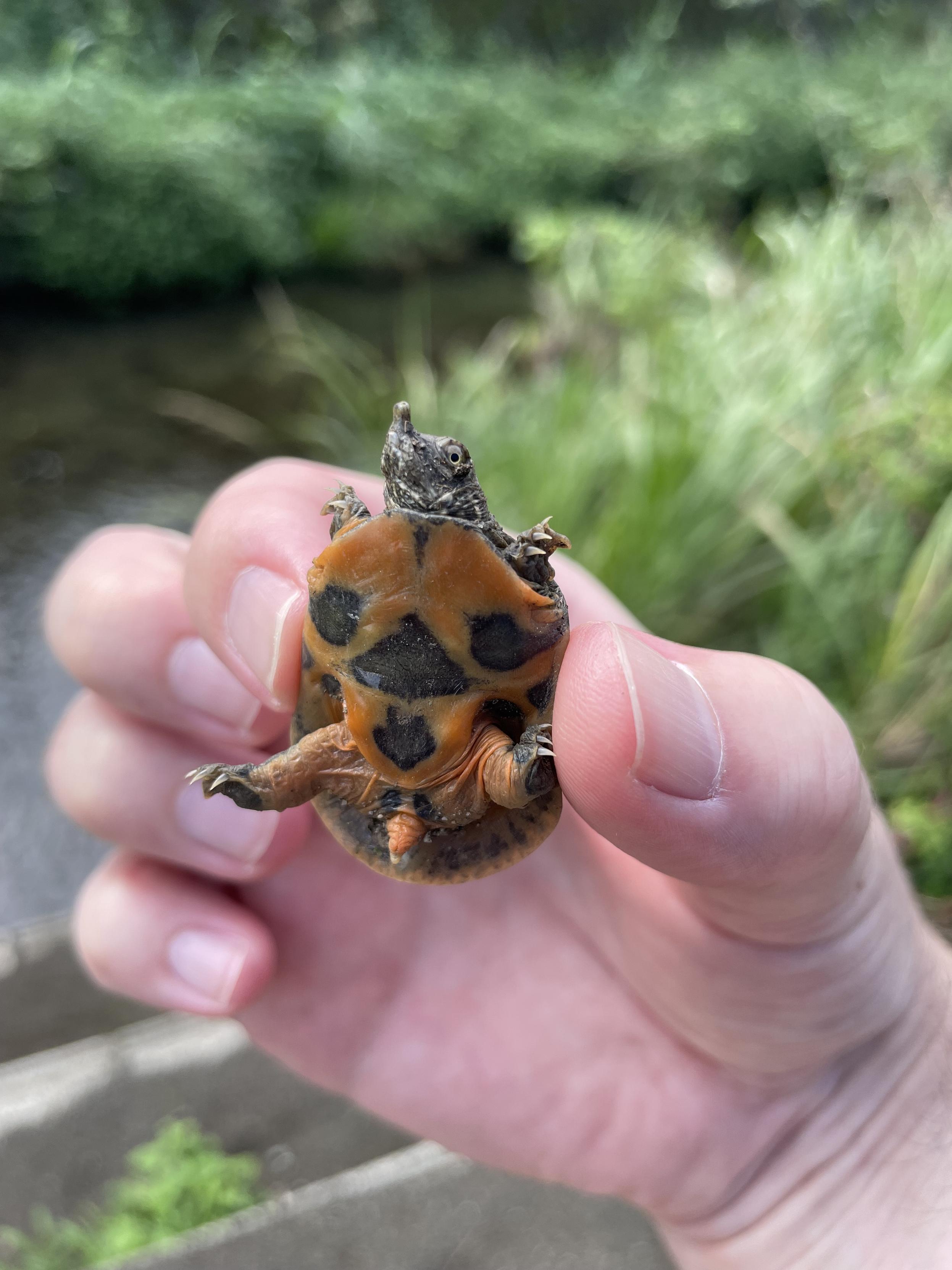 A tiny soft shell turtle being held up to show its belly which is a dull orange with dark spots, in contrast to the mud colour of it's head. Out of focus in the background is a shallow stretch of water lined with grasses and weeds, and some stairs leading down.