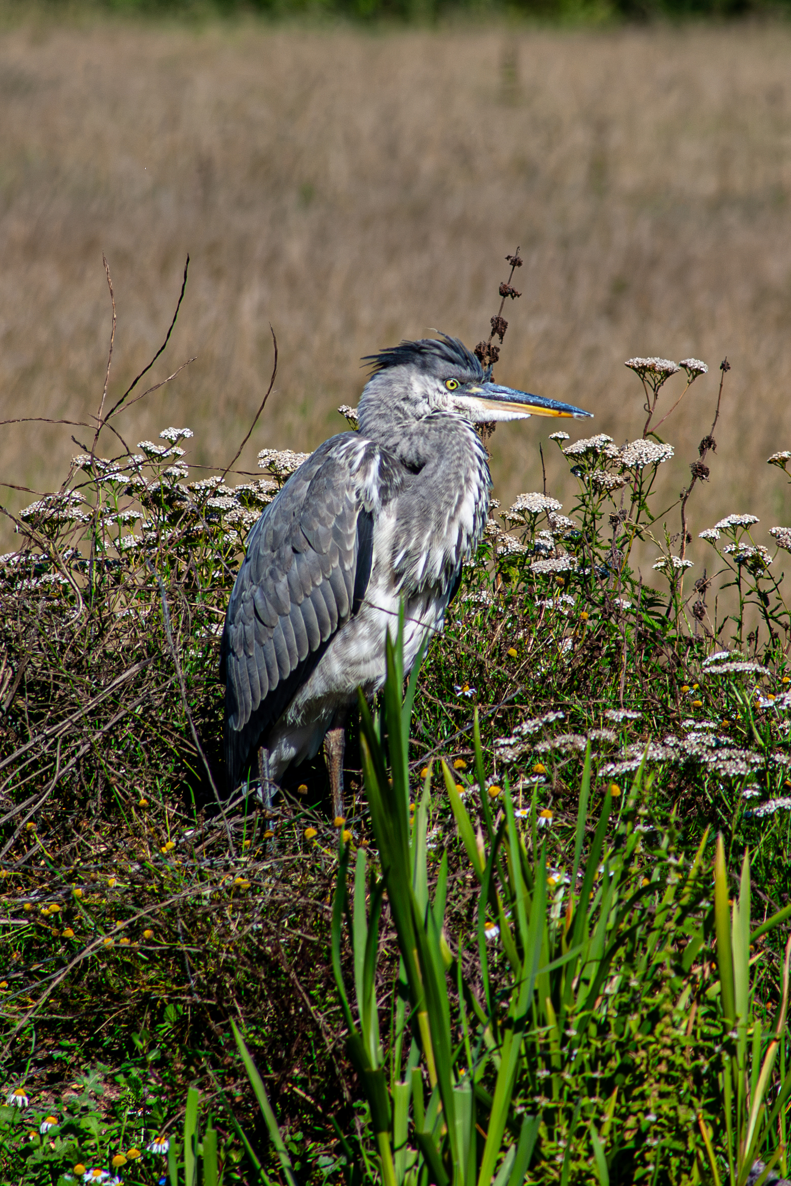 A grey heron stands among white wildflowers and tall green reeds in a field.