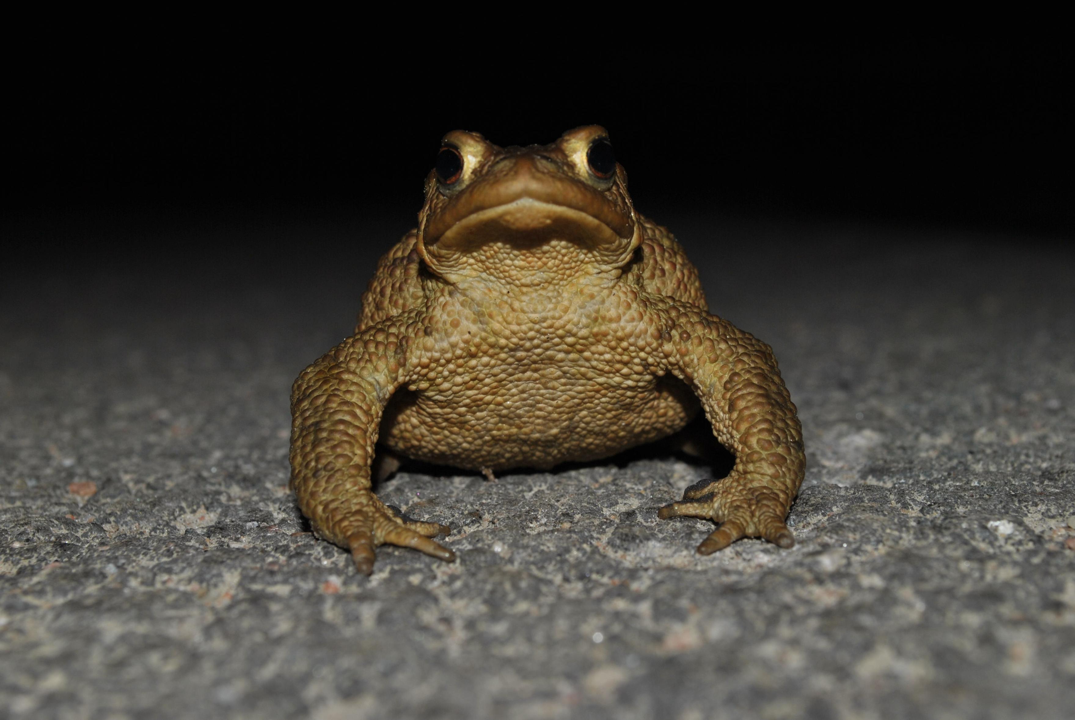 a toad intensely staring straight at the camera