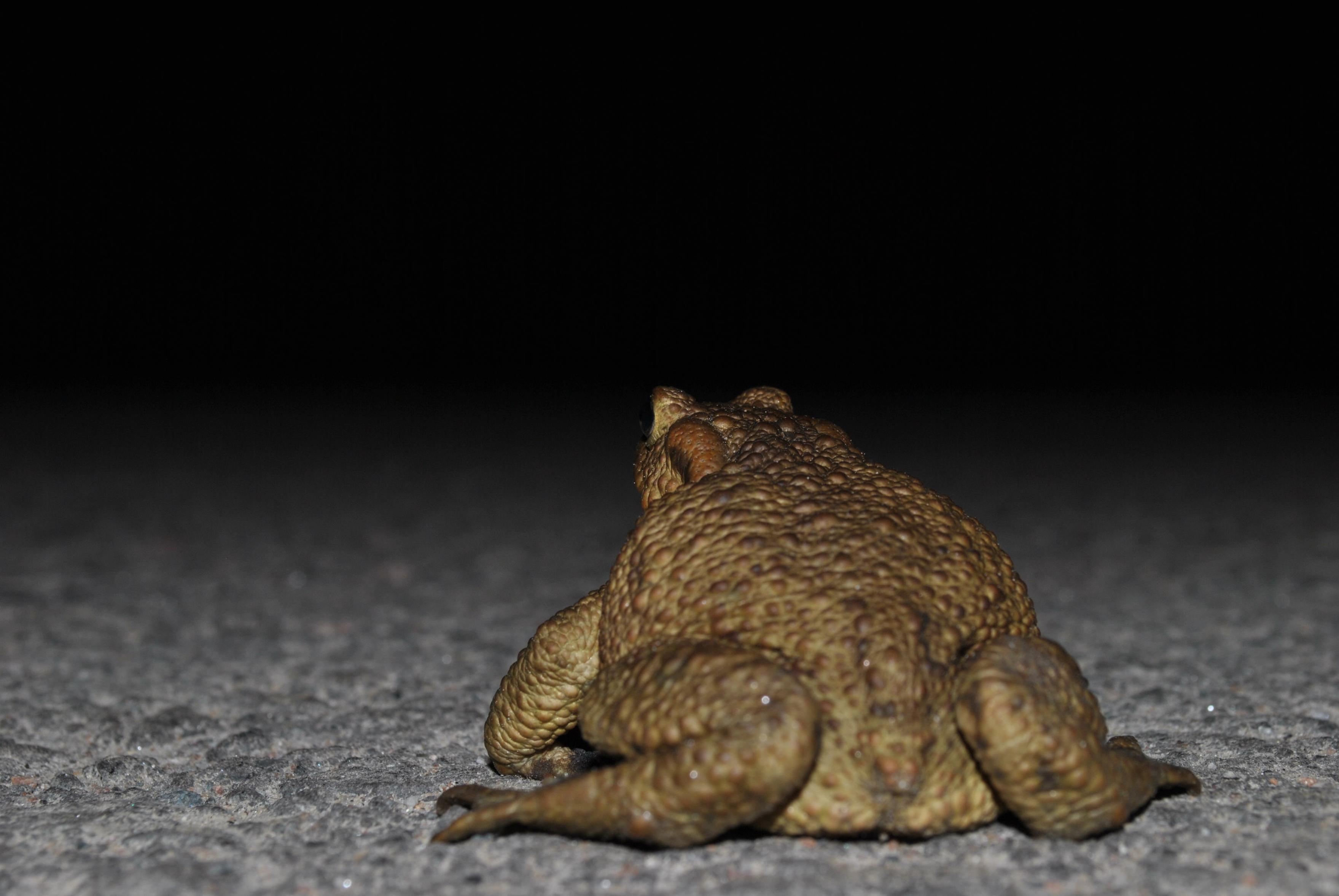 a toad from behind looking into the dark abyss