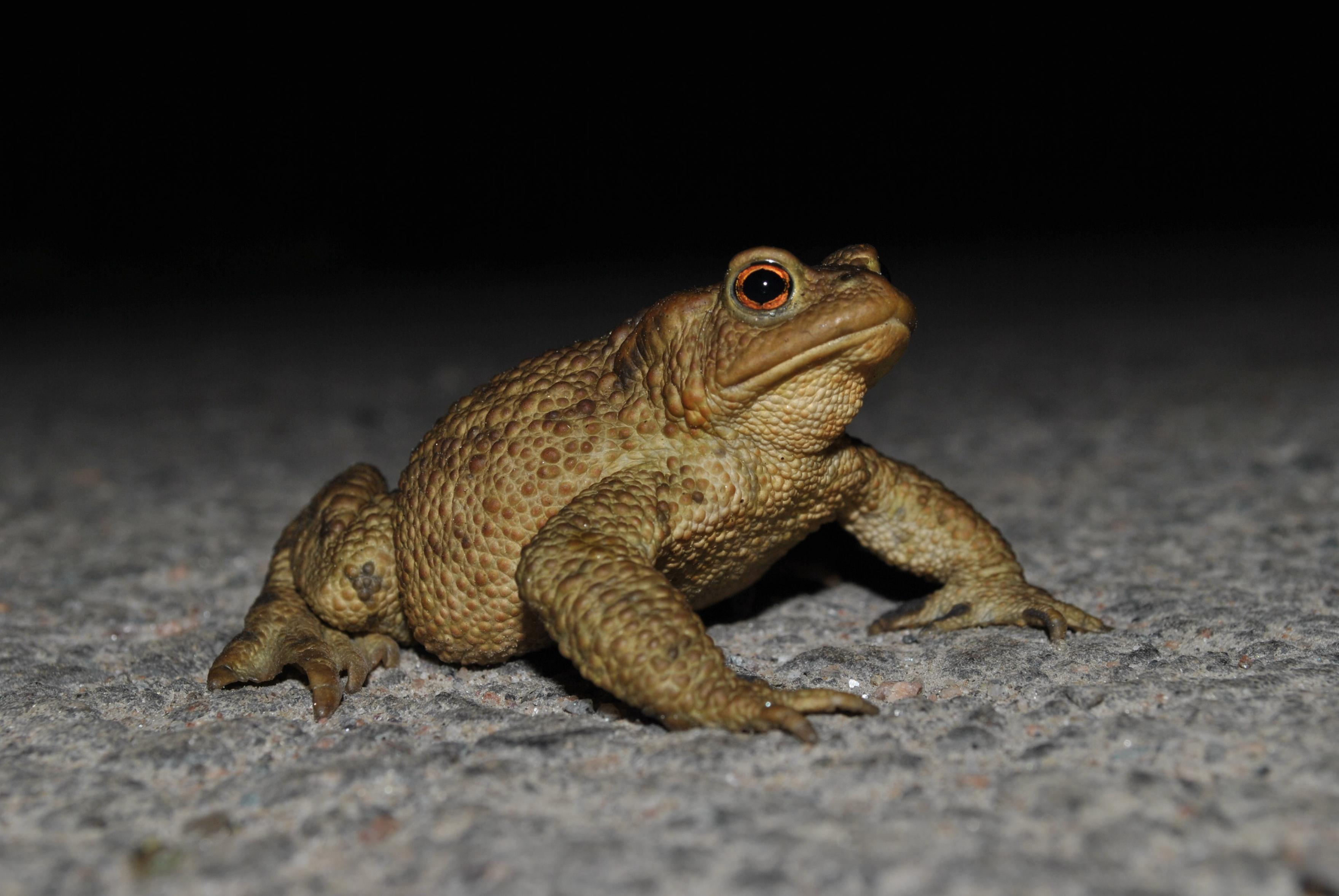 a cool ass toad from the side