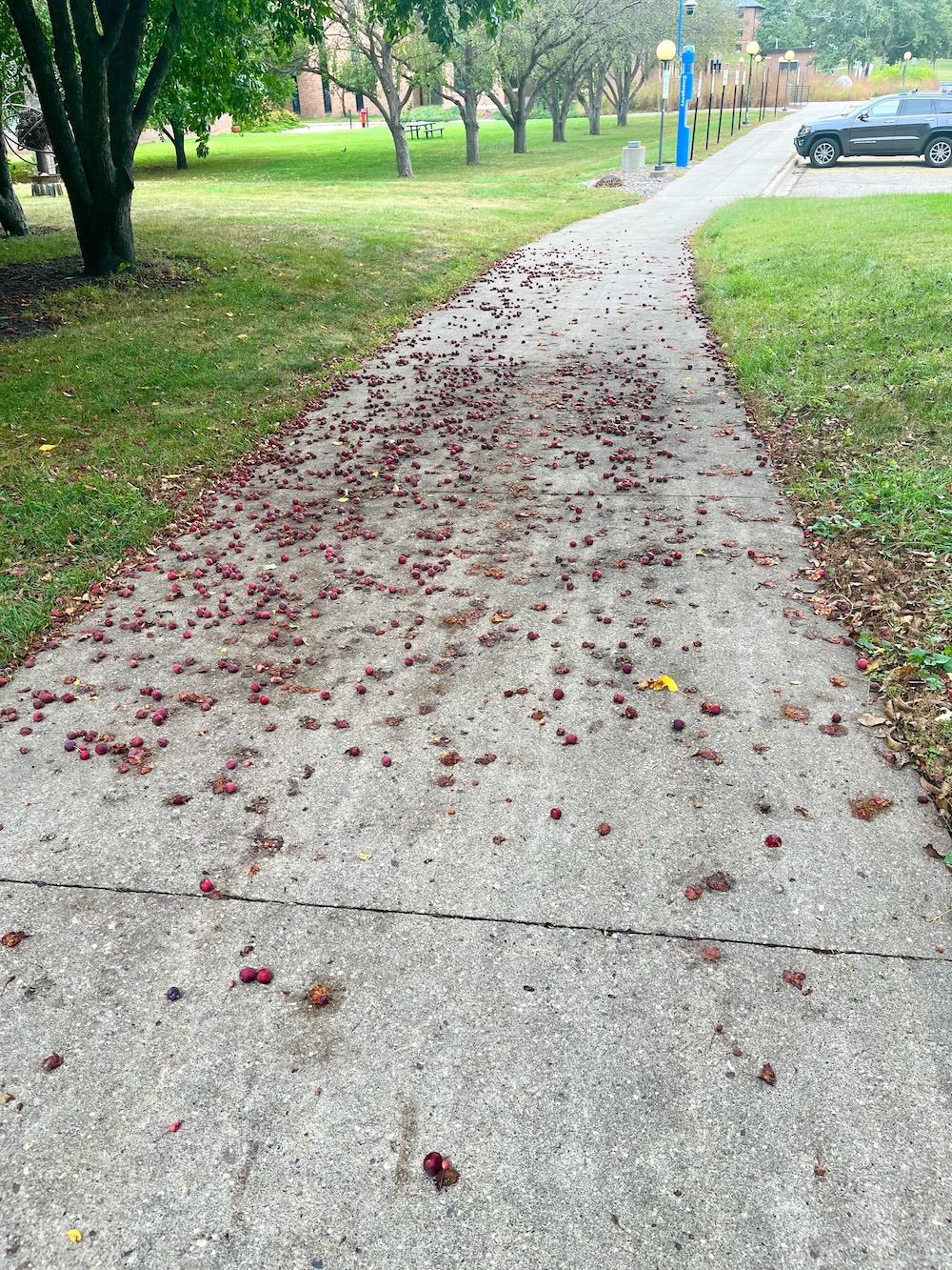sidewalk covered with crabapples