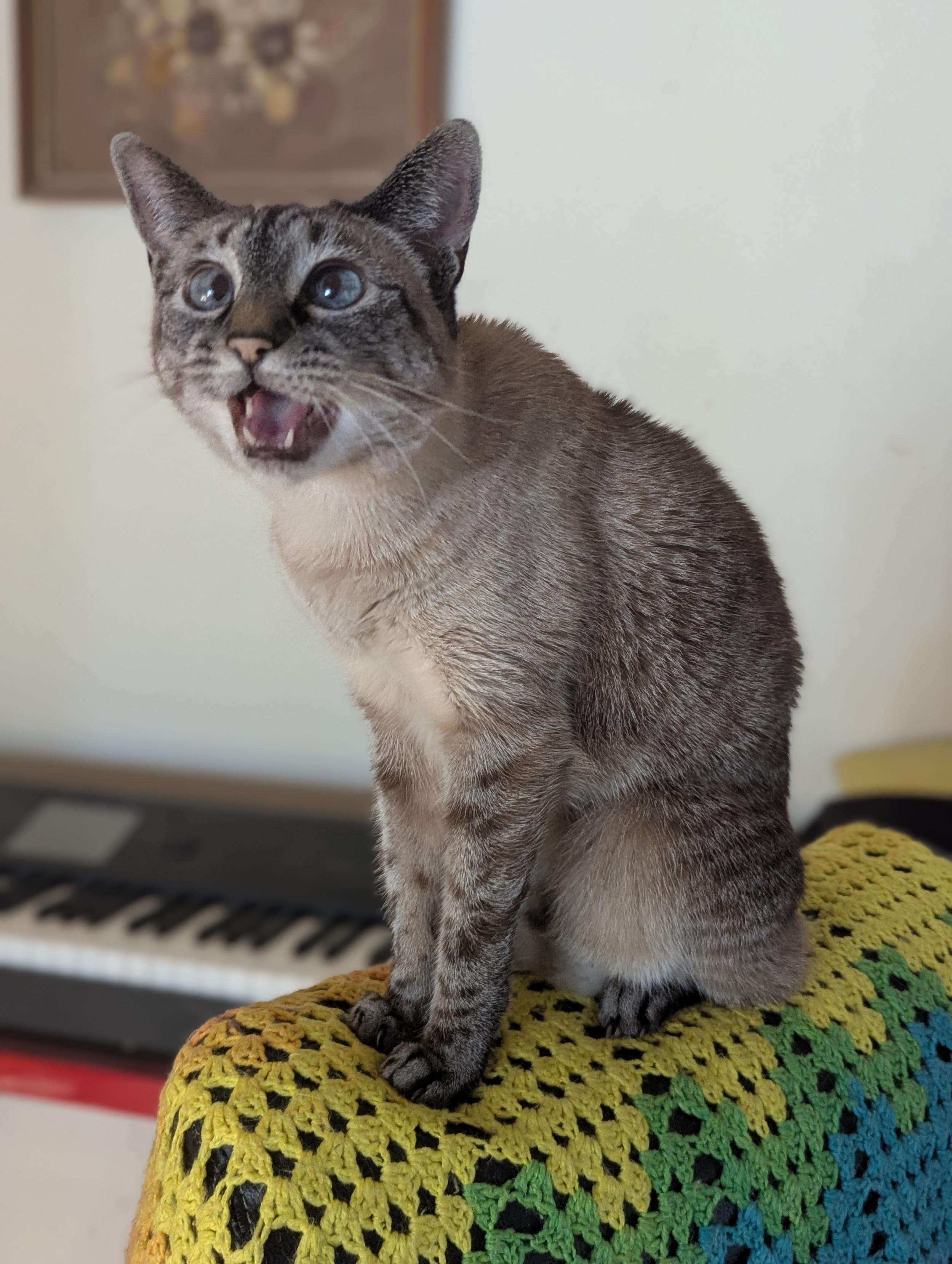 a beige tabby cat sitting on a chair covered with a rainbow chevron blanket, yelling at me and leaning closer to make sure I get the message
