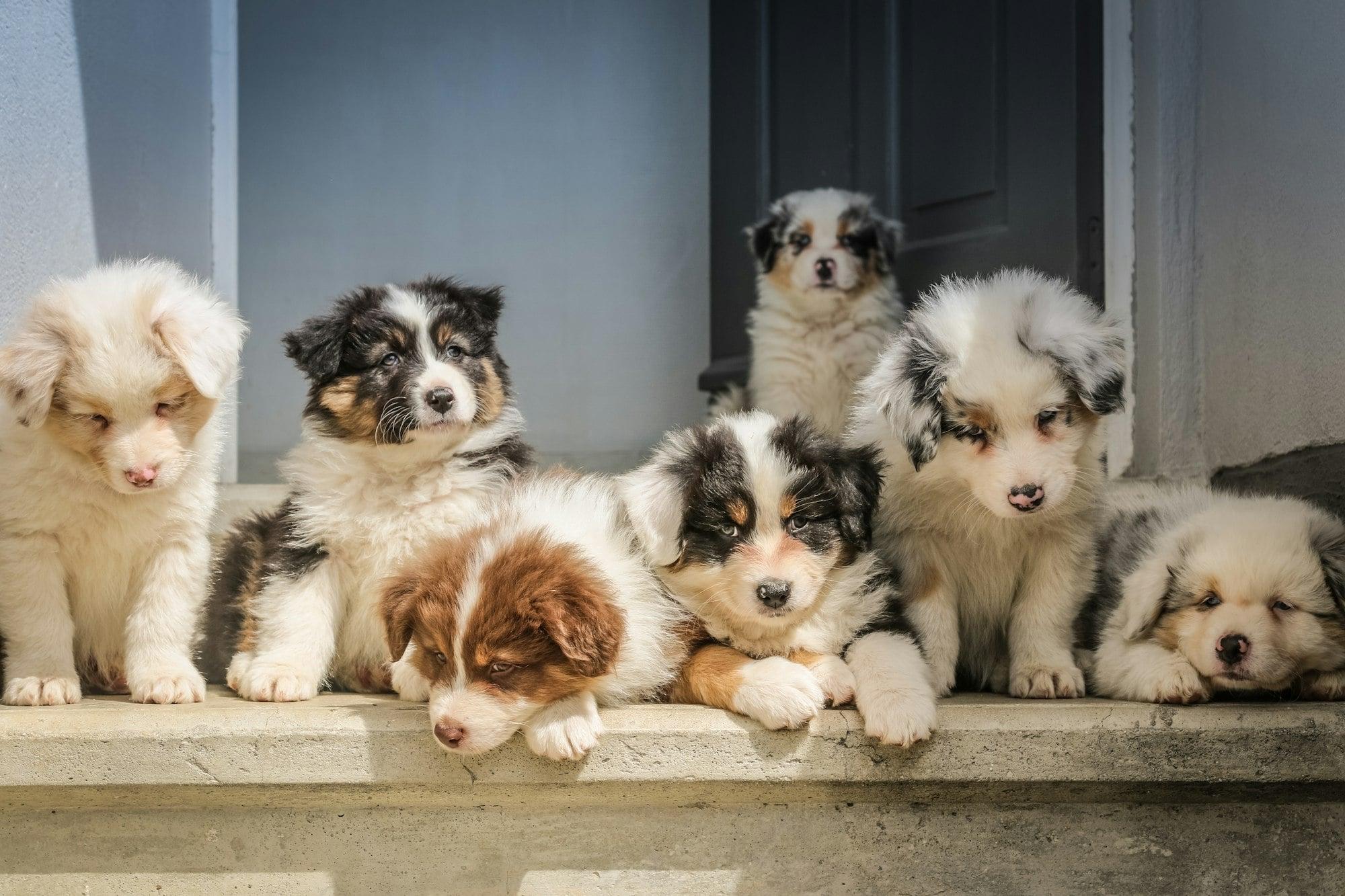 Six young Australian Shepherd puppies with varied black, white, and brown markings sit and lie on a concrete step. One puppy stands in the background near a dark doorway.