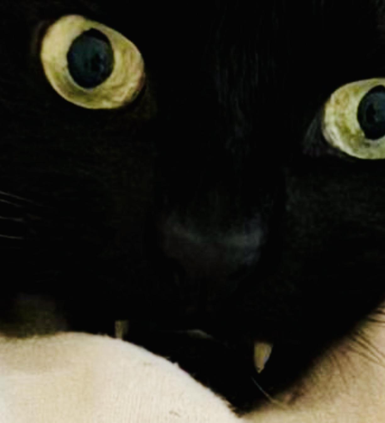 Close up of black cat face with CRAZY EYES and lil' vampire fangs. Could it be... the best cat in the history of the universe? Who can say, really? 🧛‍♀️